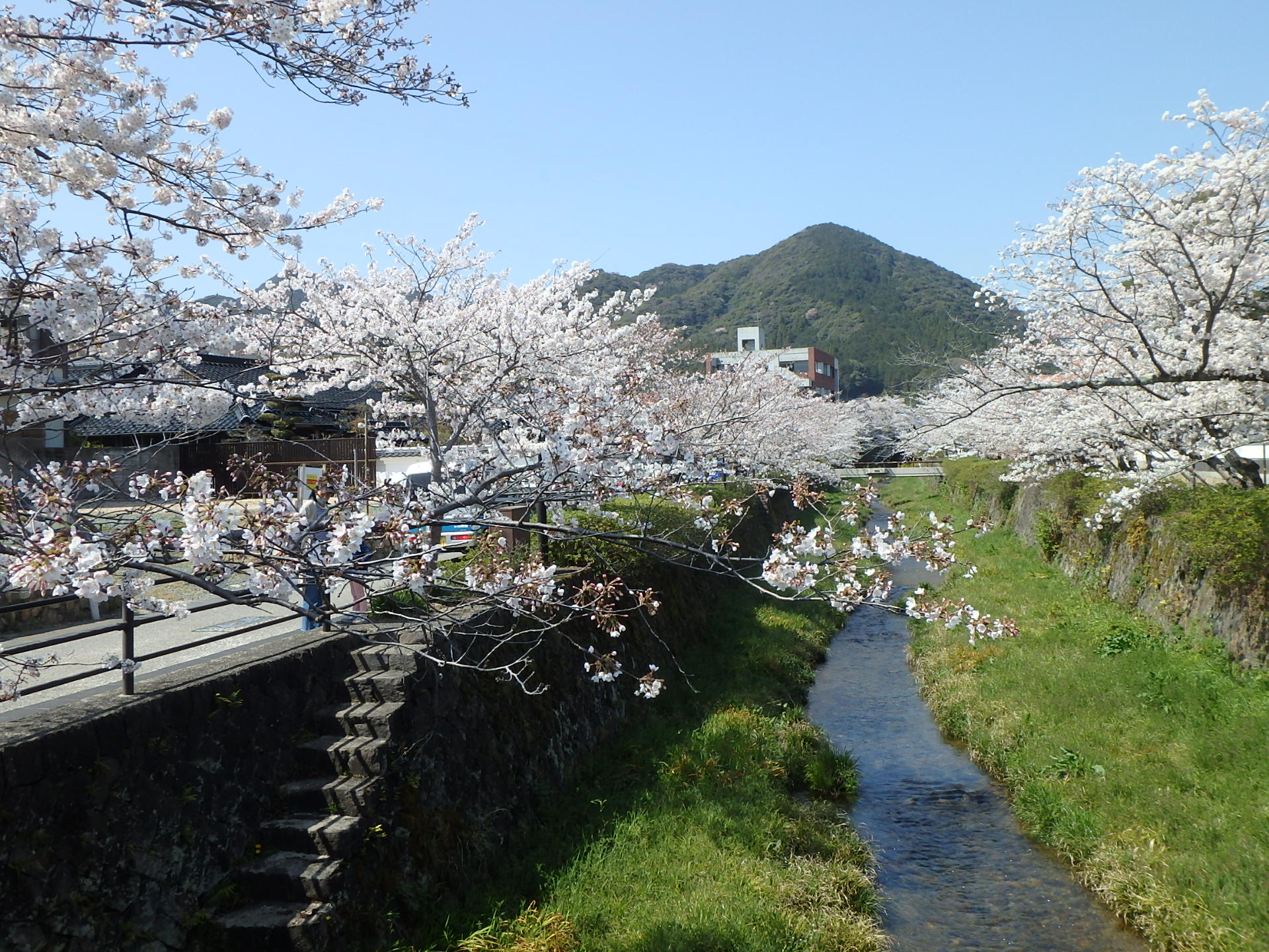 桜ウオーク 瑠璃光寺 一の坂川 亀山公園 山口県庁 かずさんの山口市の活動データ Yamap ヤマップ