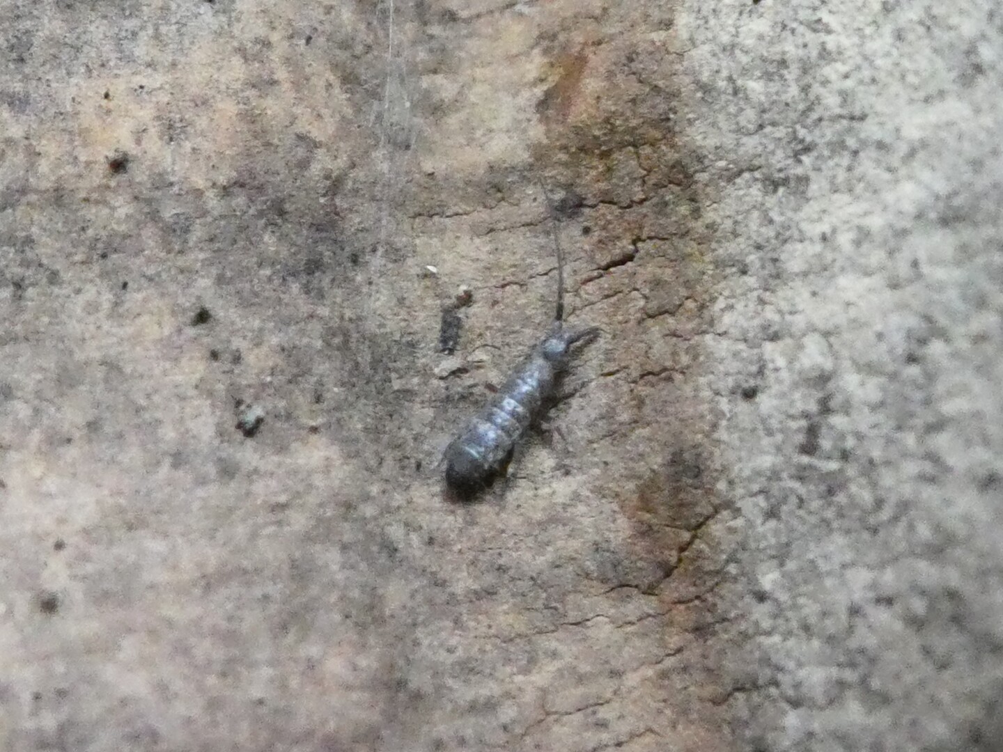 高雄山にガロアムシを探しに Toshiyaさんの太宰府市の活動日記 Yamap ヤマップ