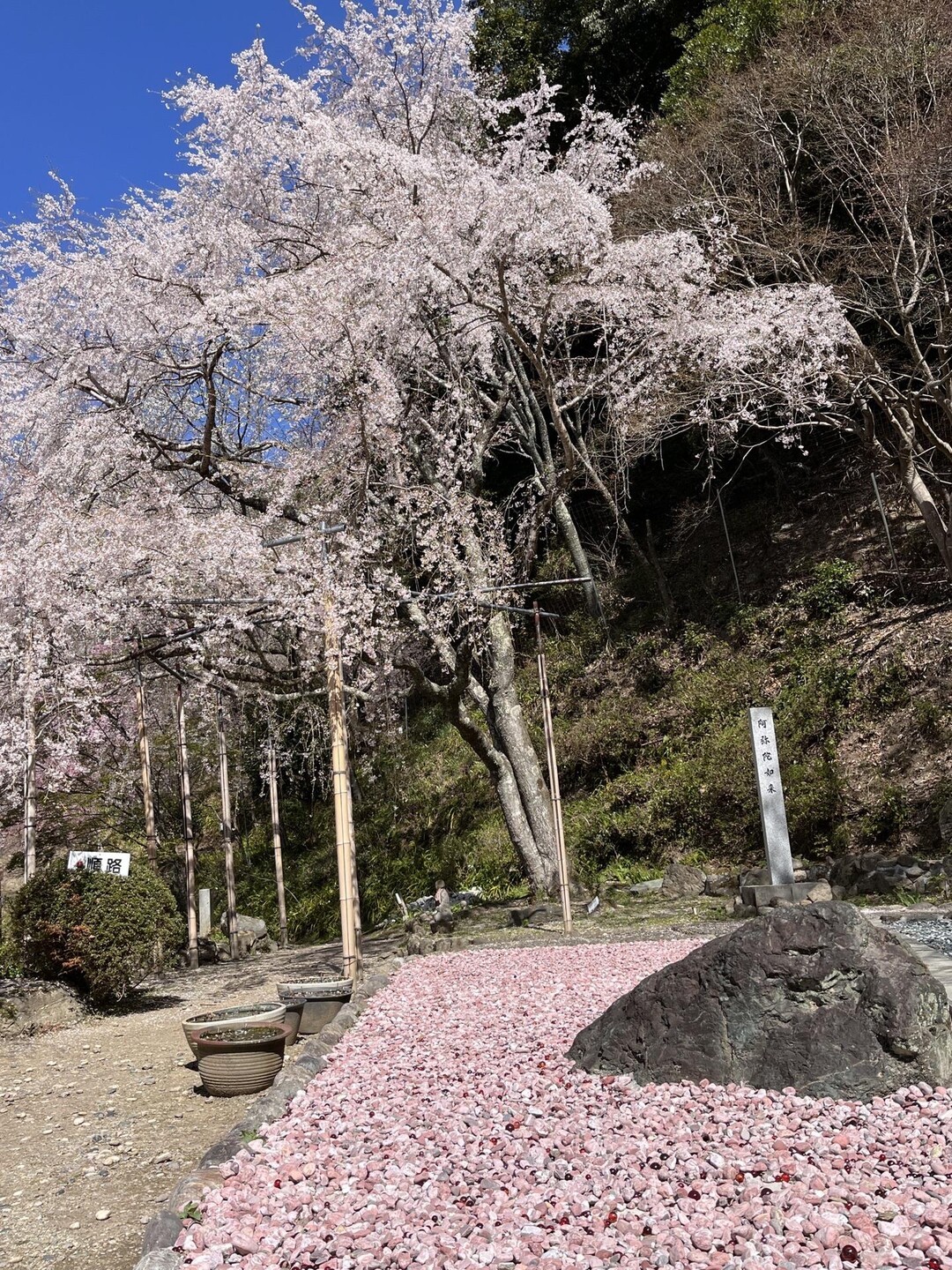 吉野の桜と高城山 / おかき本舗さんの吉野山・青根ヶ峰・百貝岳の活動