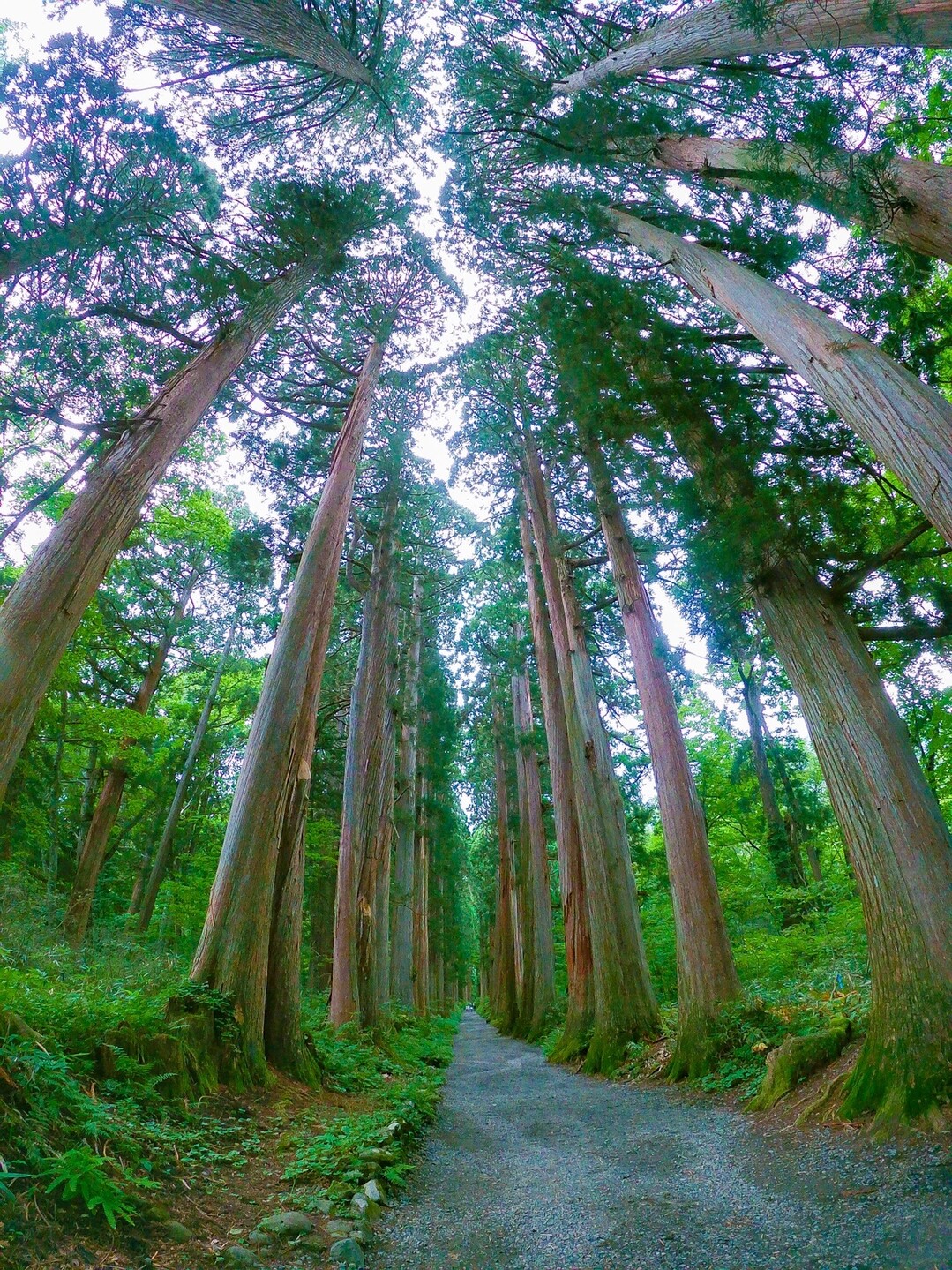 戸隠神社奥社と鏡池 高妻山 戸隠山の写真5枚目 杉並木は何度来ても圧巻です Yamap ヤマップ