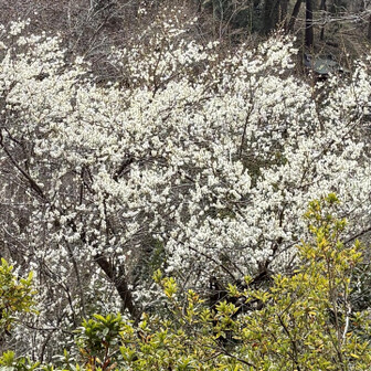 崇台山 梅の花