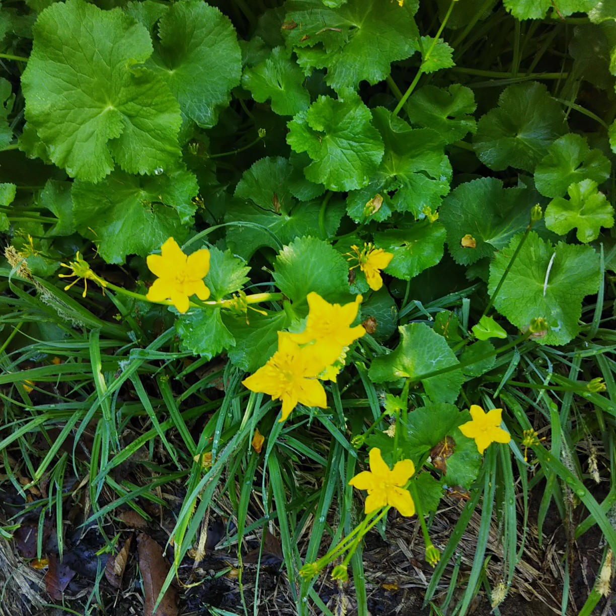 My Mother Mountain 焼石岳登山 ツブ沼コース 21 06 18 ヒカさんの焼石岳 兎森山 鷲ヶ森山の活動日記 Yamap ヤマップ