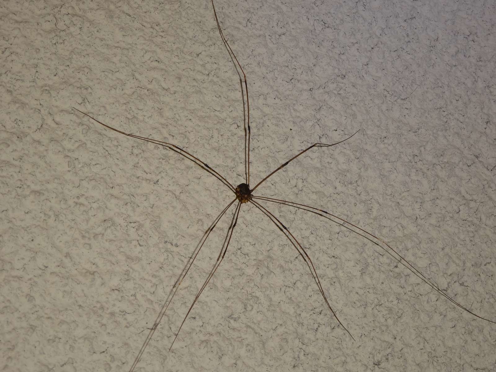 油山周辺 虫撮り キモいの多め注意 荒津山さんの油山 荒平山 片縄山の活動日記 Yamap ヤマップ