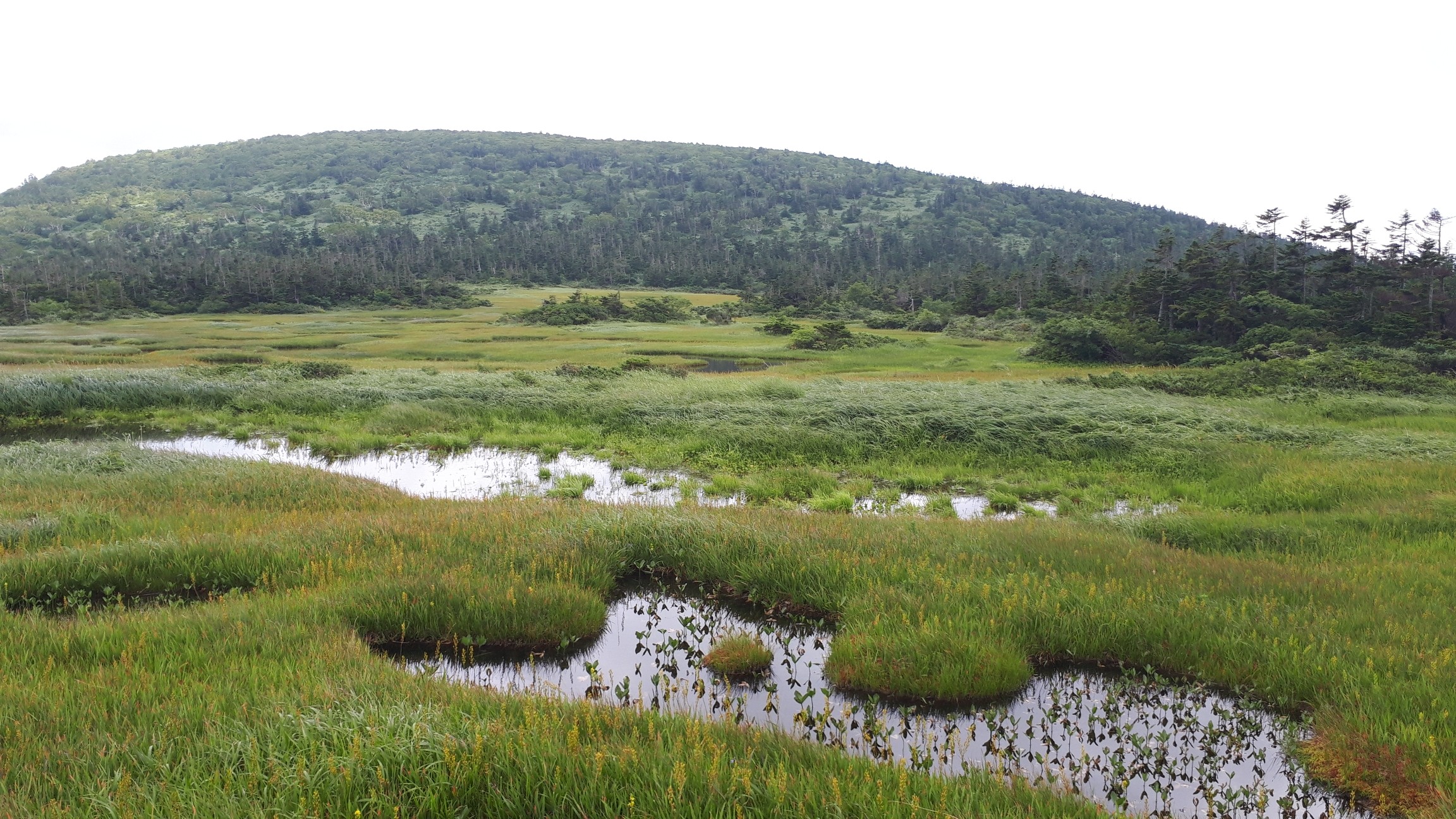 乳頭山と千沼ヶ原湿原 周回 あっちゃんさんの乳頭山 湯森山 大白森の活動データ Yamap ヤマップ
