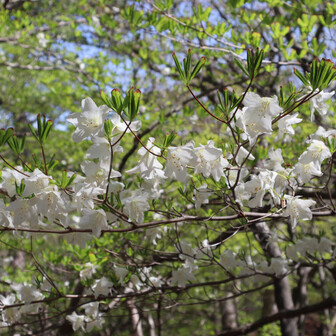 塩原前山（今年お初のシロヤシオ）-2025-05-03 / 野球親爺さんの高原山