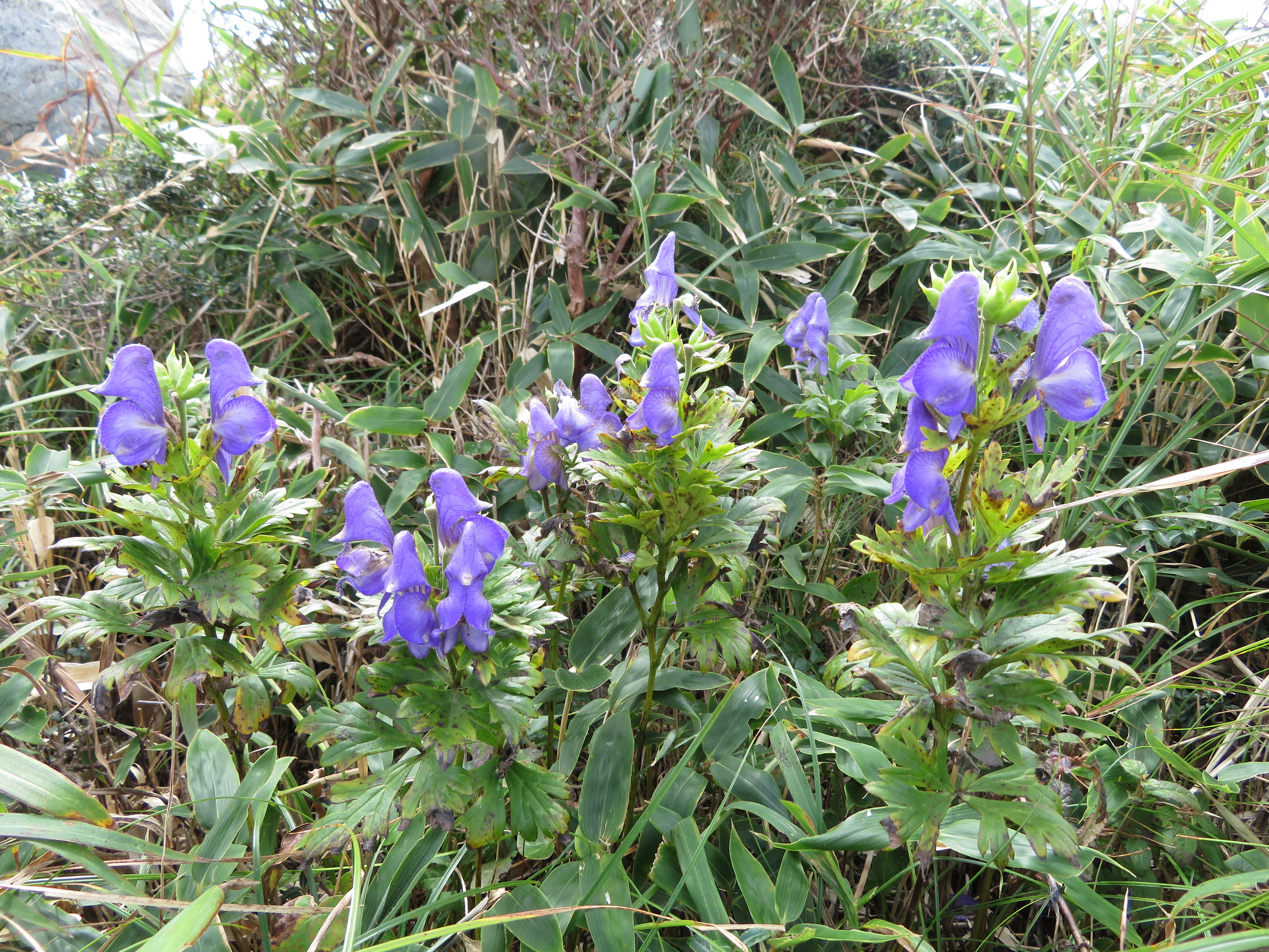 センブリ咲く天山へ Akkoさんの天山 佐賀県 の活動データ Yamap ヤマップ