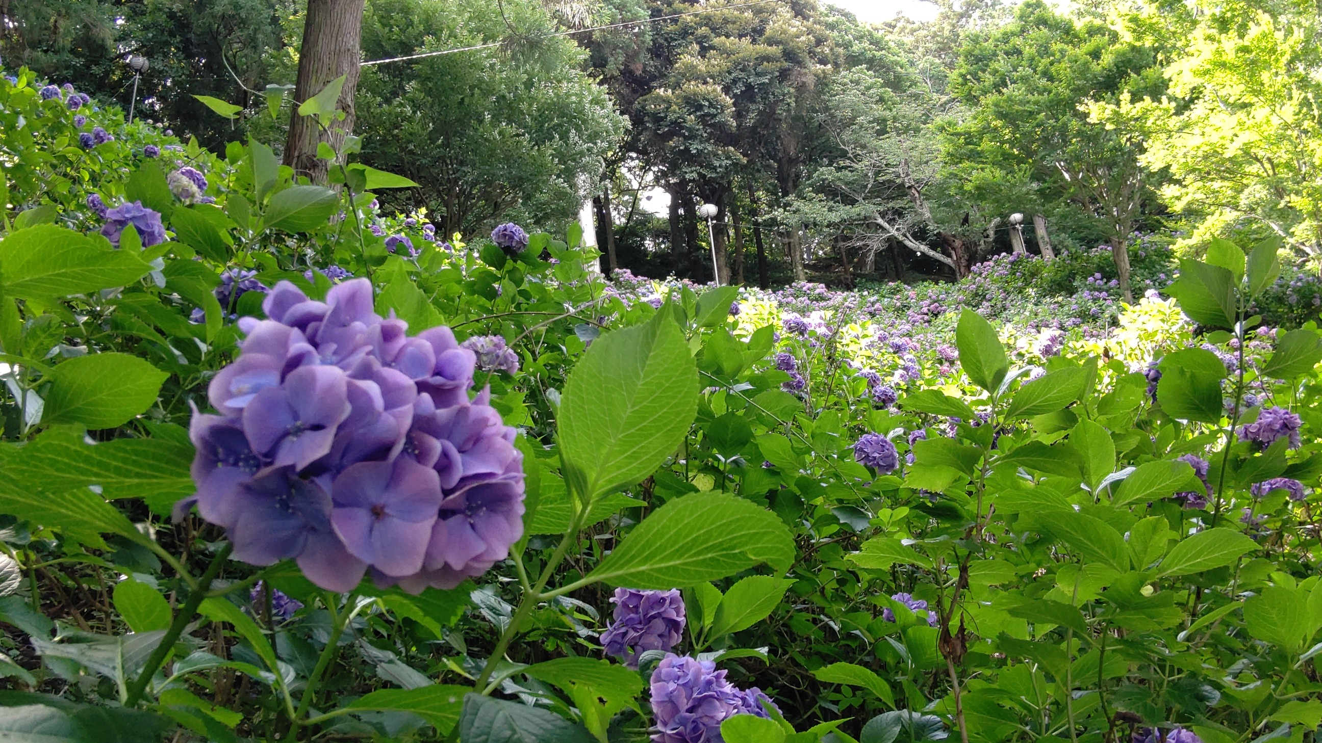 秋葉公園の紫陽花 Kanaさんの牧之原市の活動データ Yamap ヤマップ