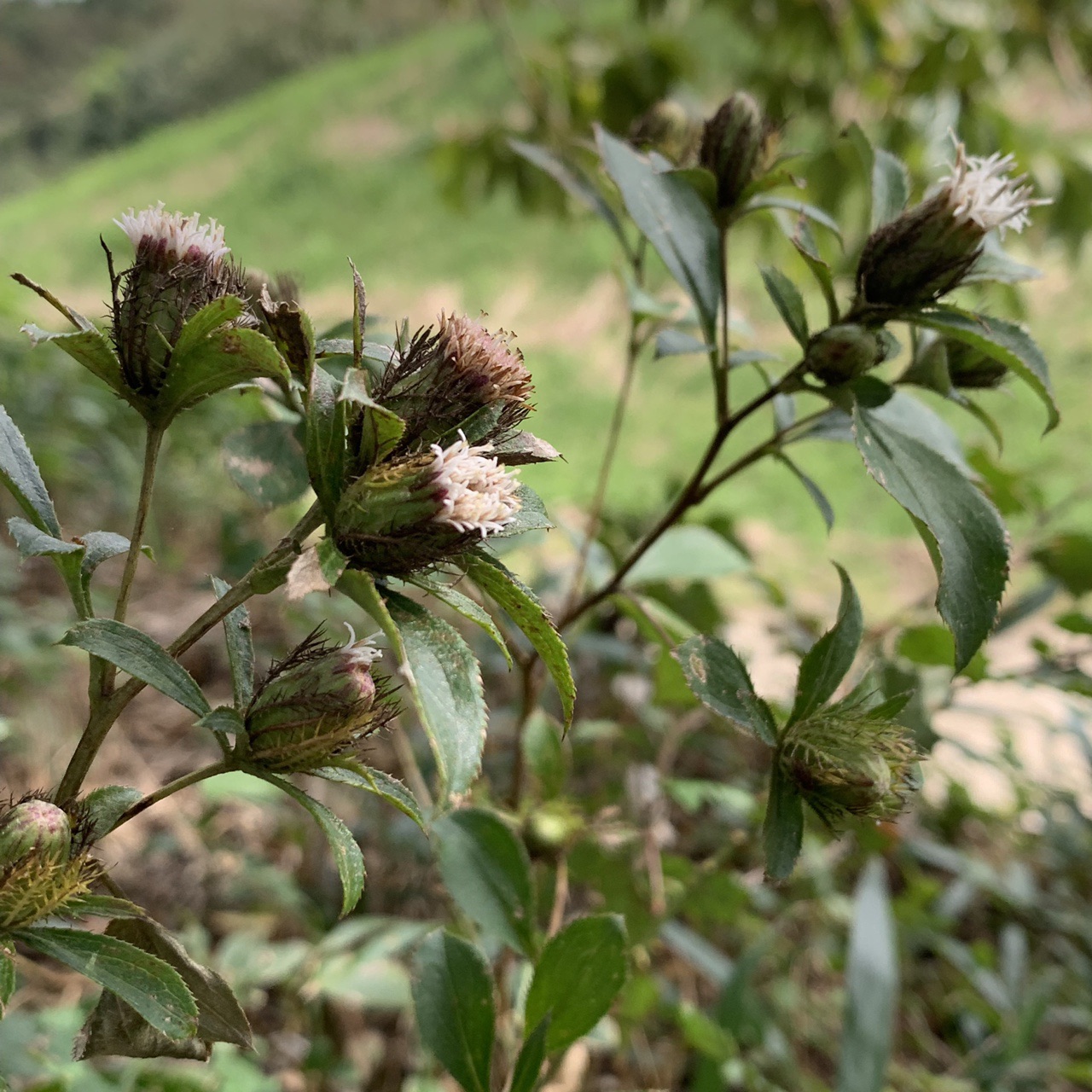 待ちわびた四王寺山のオケラ 19 10 06 とっこさんの四王寺山 大城山 大原山の活動日記 Yamap ヤマップ