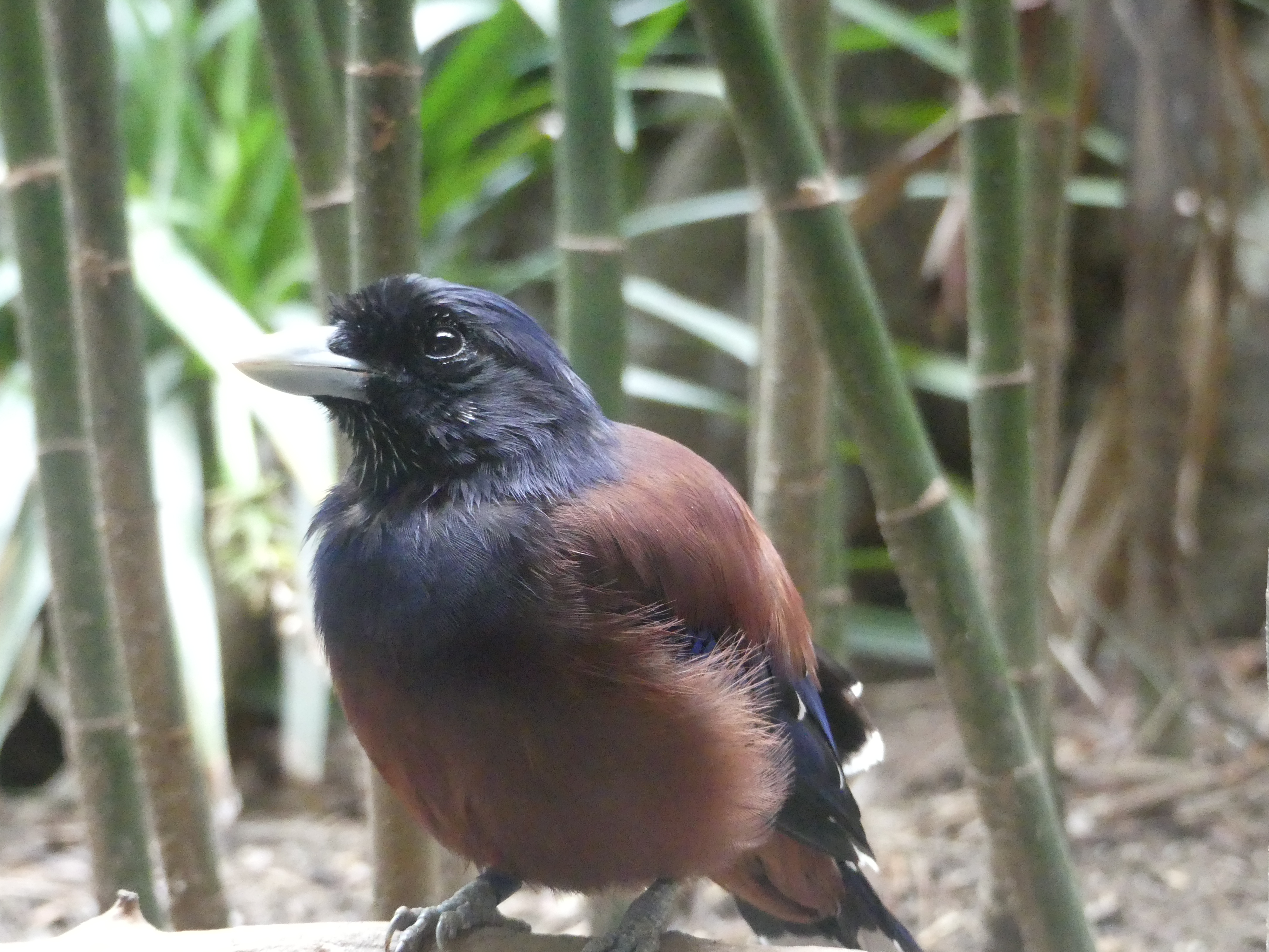 ハシビロコウ 上野動物園 19 07 10 やまんばーさんの東京都23区 東エリアの活動日記 Yamap ヤマップ