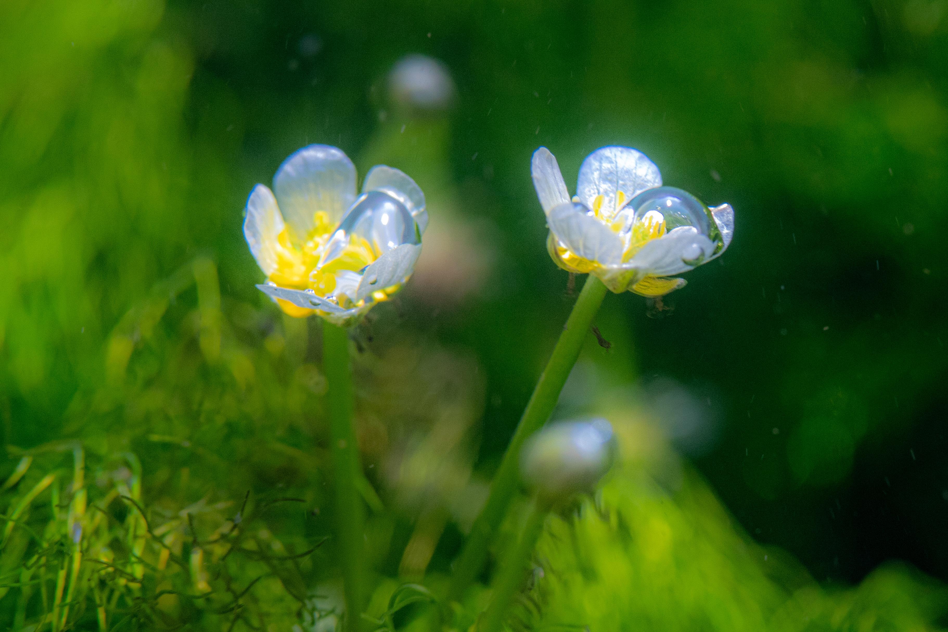 梅花藻」この時期、千歳川には梅花藻の花 / sakuranomasuさんの
