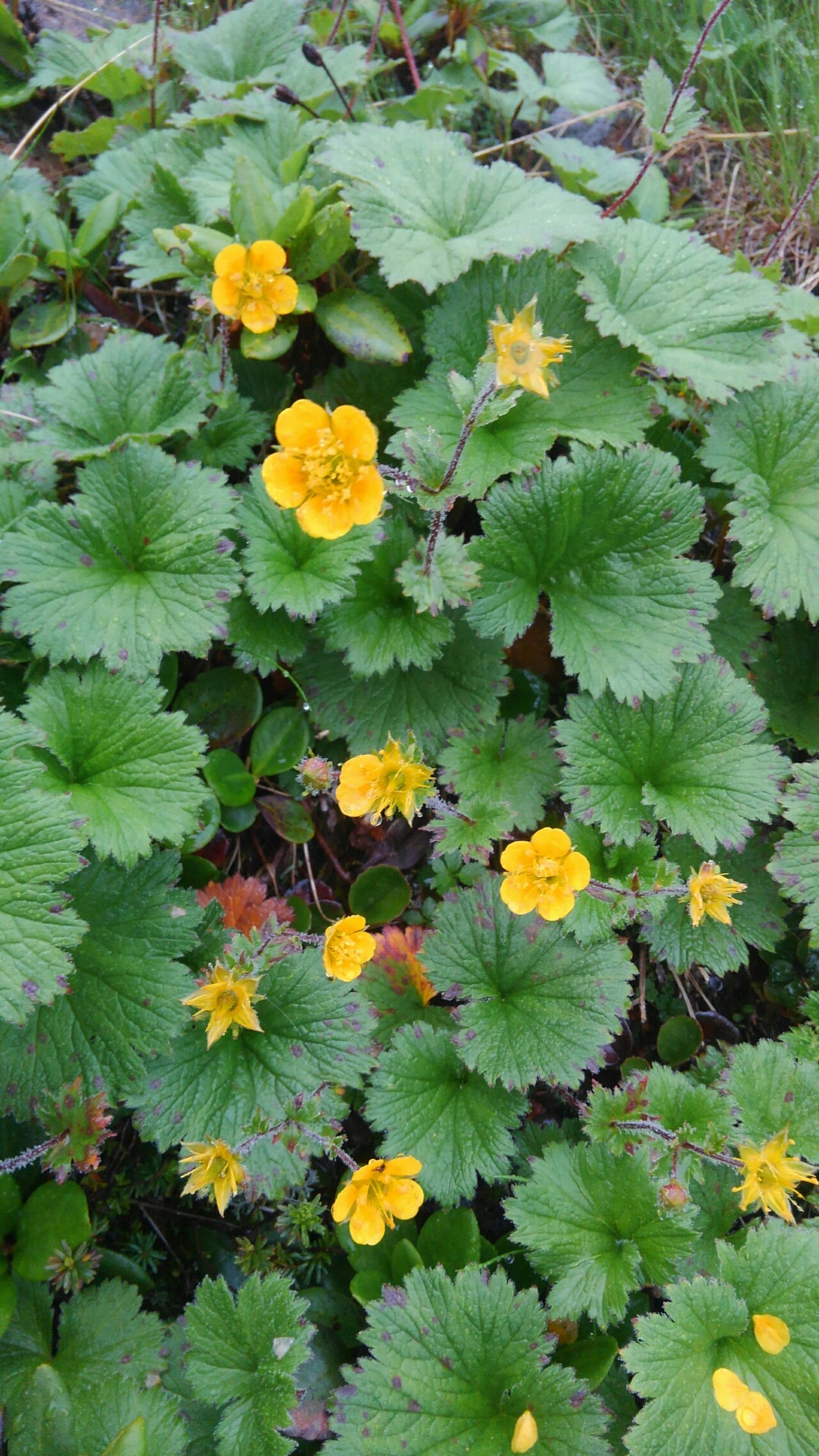 ガッスガスの赤石岳 中岳避難小屋 ２日目 こっこさんの荒川岳 東岳 悪沢岳 前岳 中岳 赤石岳の活動日記 Yamap ヤマップ