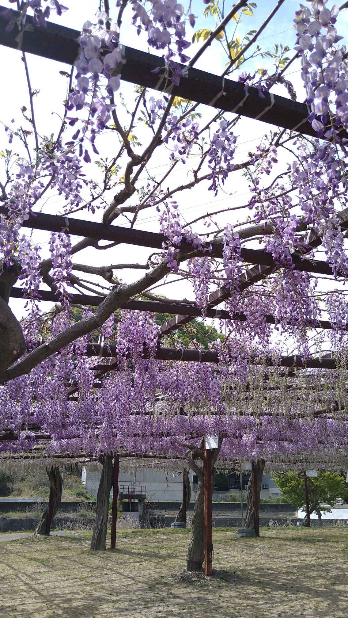 鬼滅の刃の聖地らしい 日本一の藤公園 キムキムさんの和気アルプス 和気富士 神ノ上山の活動データ Yamap ヤマップ