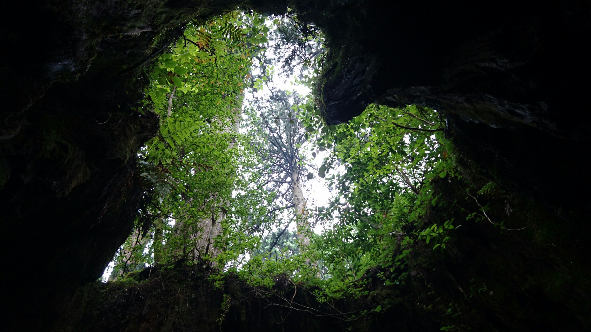 タイムリミットは9時間半 目指せ縄文杉 みなとさんの屋久島 宮之浦岳の活動データ Yamap ヤマップ