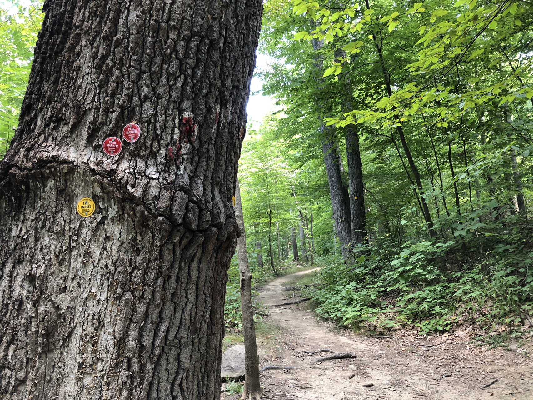 Breakneck Bypass And Undercliff 19 8 25 Mt Adventureさんのハドソン ハイランズ州立公園の活動日記 Yamap ヤマップ