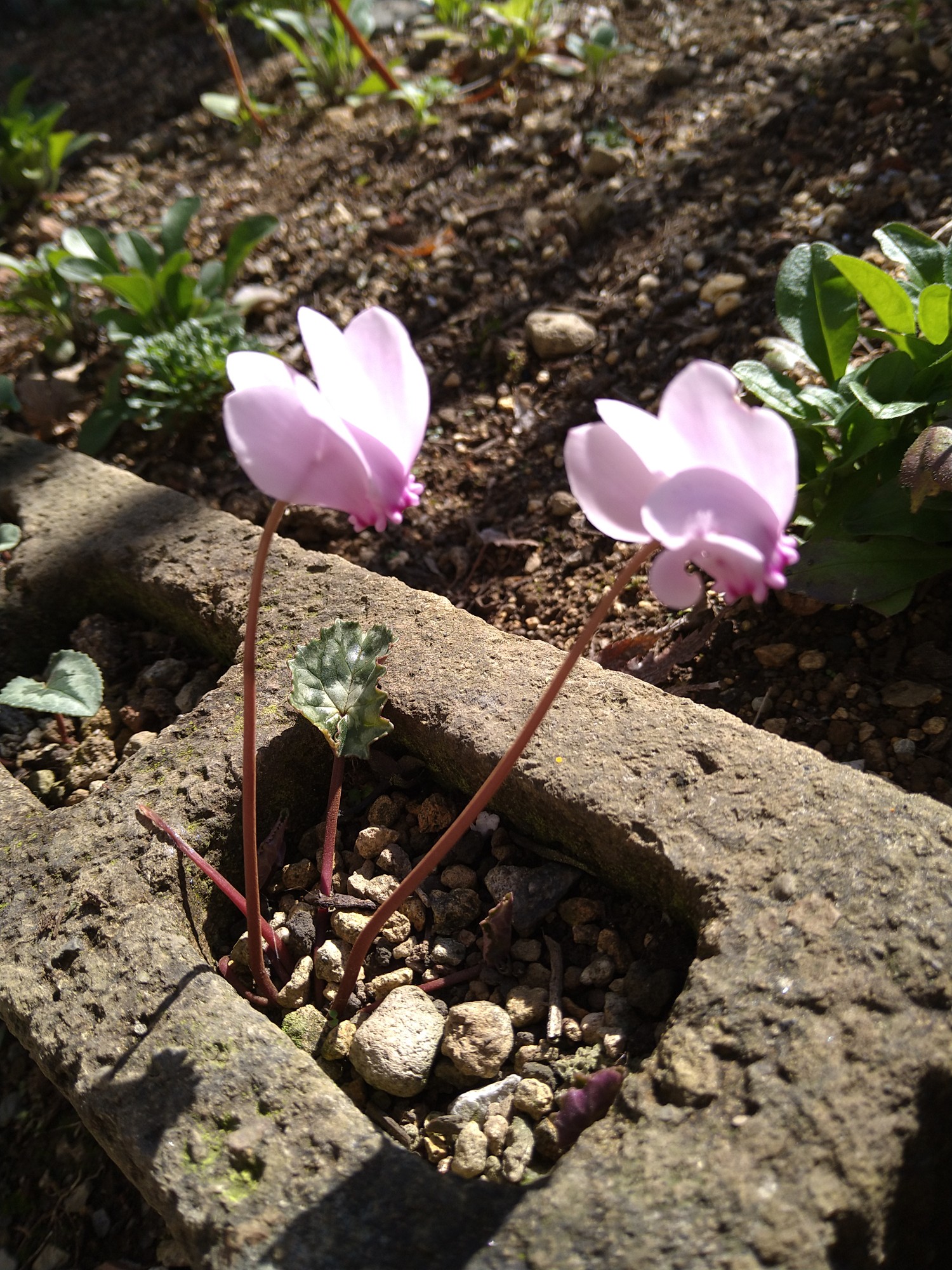 家の庭でも咲きました シクラメン野生種 やまばーばさんのモーメント Yamap ヤマップ
