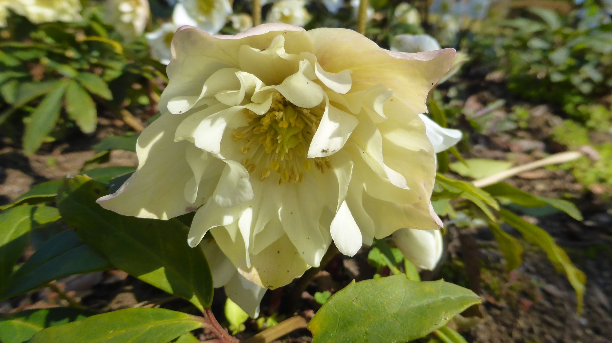 クリスマスローズがいっぱい 国営昭和記念公園 れおまるさんのウォーキングの活動データ Yamap ヤマップ