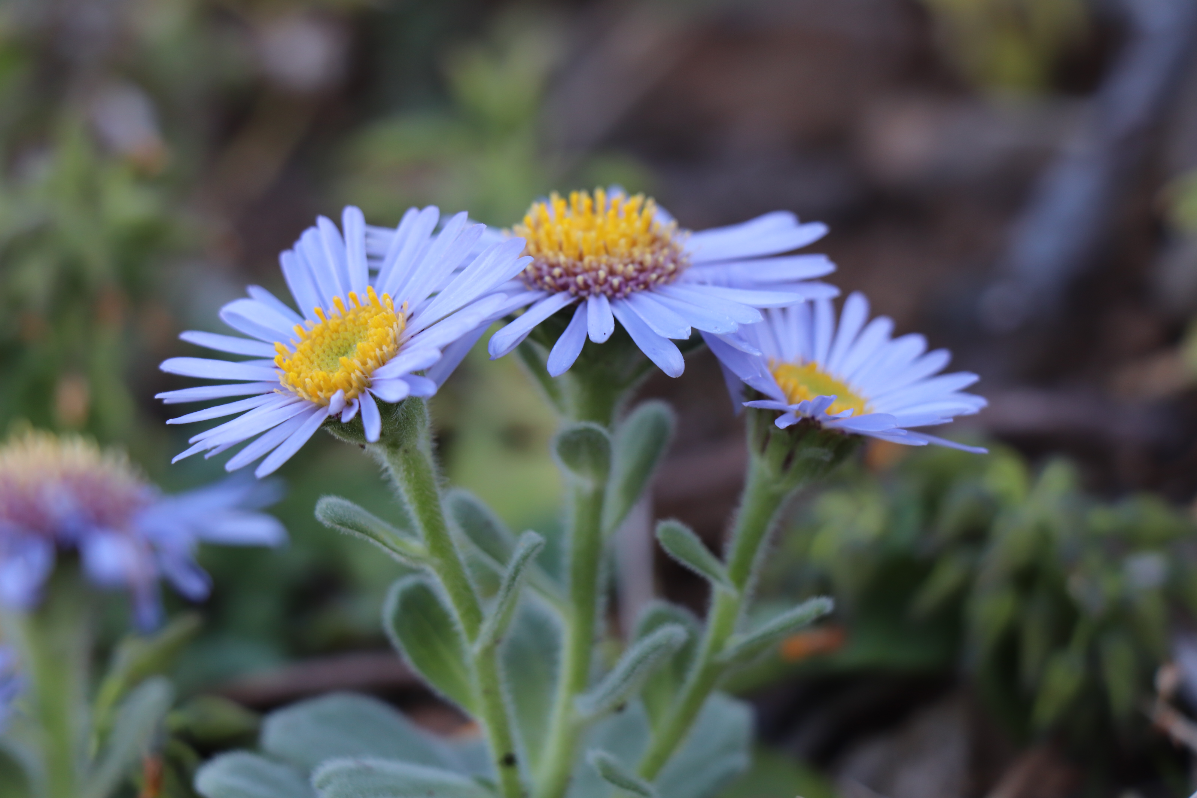 寒空に咲く花々を見に行く の巻 ネコポンタさんの唐津市 唐津エリア の活動日記 Yamap ヤマップ
