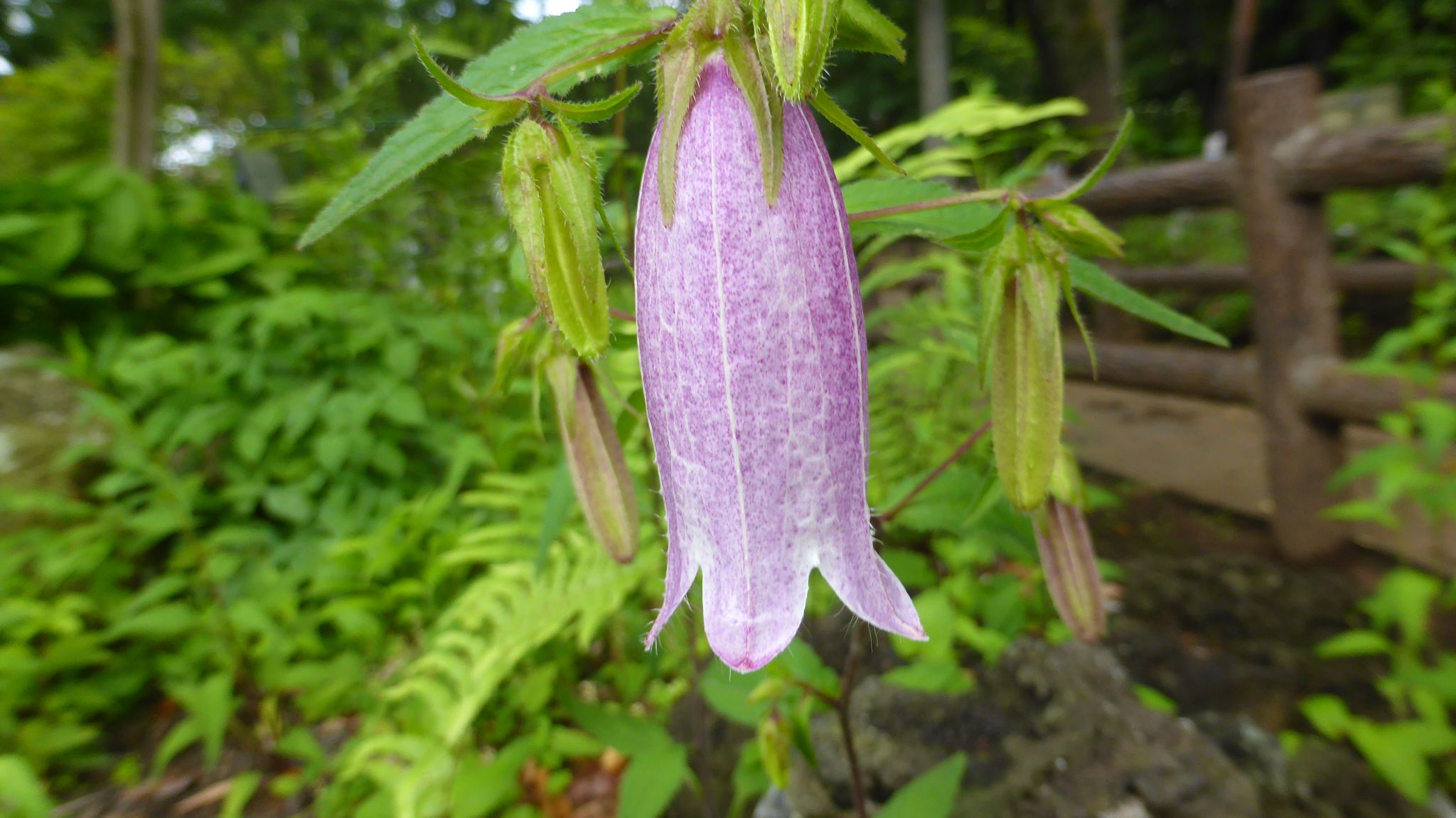 やっと開園 東京都薬用植物園 れおまるさんのウォーキングの活動日記 Yamap ヤマップ