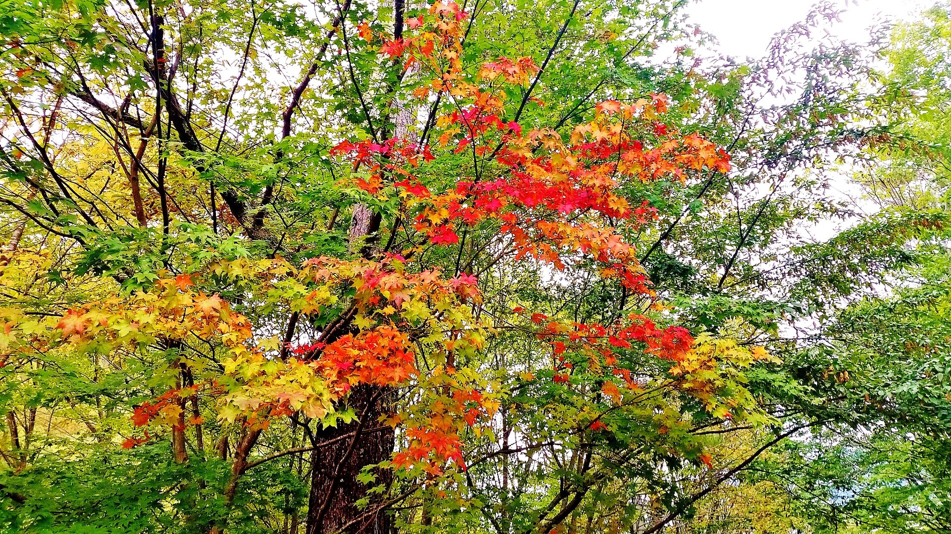 台風後の増水 紅葉の西沢渓谷ハイキング Kantomtguideさんの乾徳山 黒金山の活動日記 Yamap ヤマップ