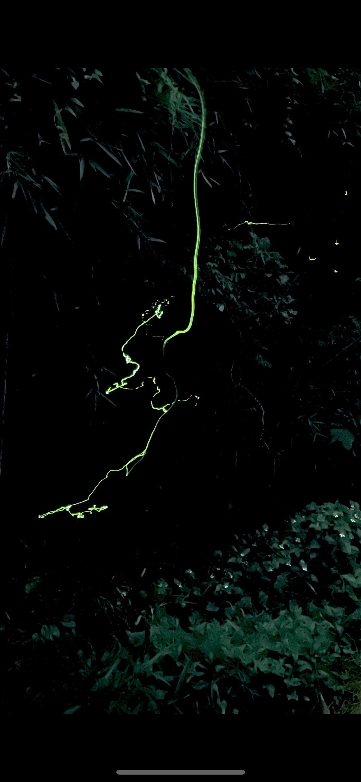 Iphone12pro ナイトモードでホタル撮影 なべさんの観光の活動日記 Yamap ヤマップ