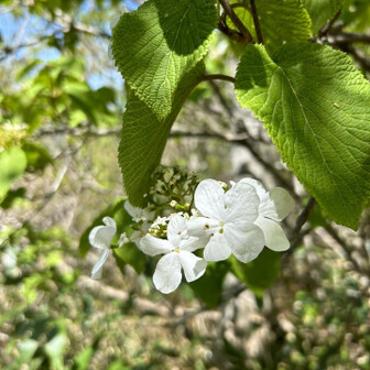 荒島岳 タムシバ？