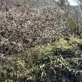 豆桜と達磨山
