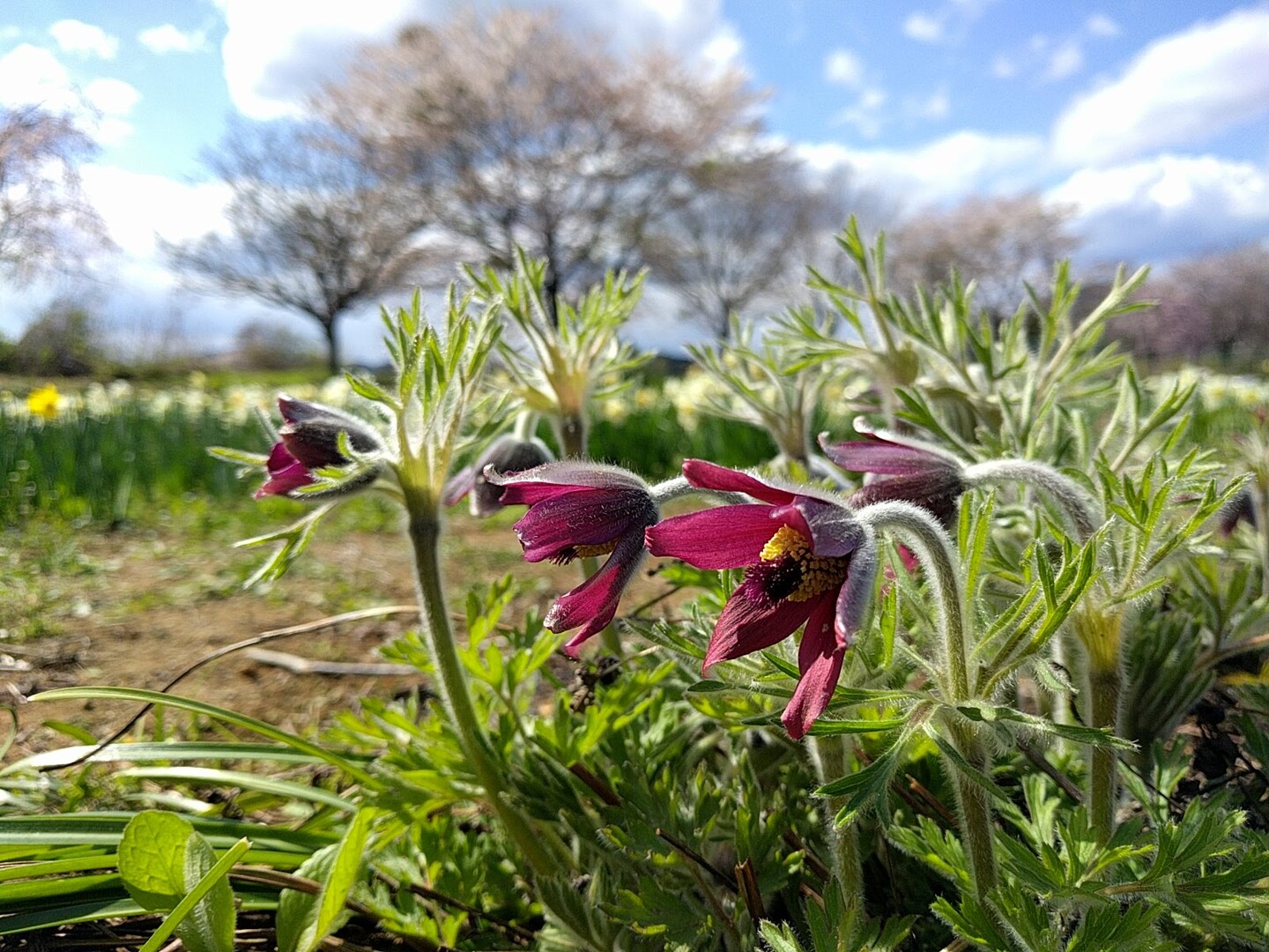 翁草 オキナグサ ほたるの里梵天 ぼんてん の湯 宇都宮市 04 11 はせすぅさんの宇都宮市の活動データ Yamap ヤマップ