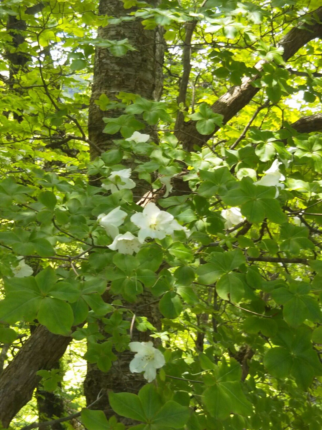 檜洞丸 シロヤシオを求めて 大室山 丹沢 畦ヶ丸山 菰釣山の写真14枚目 Yamap ヤマップ
