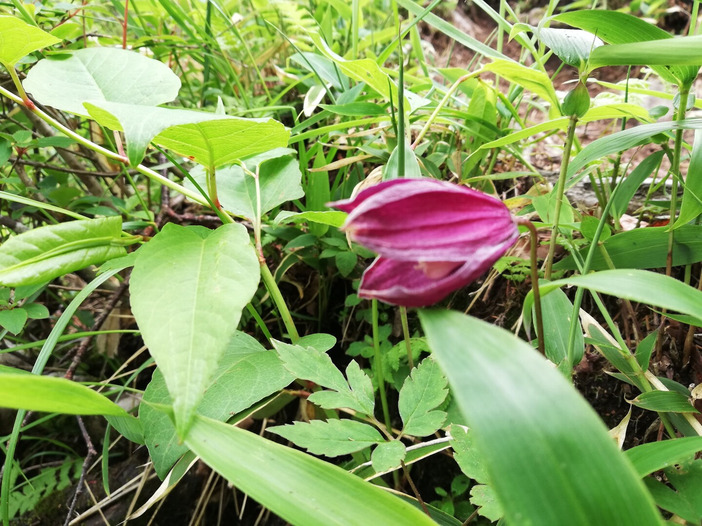 浅間山の外輪山黒斑山 高峰山 けんぼぅさんの浅間山 黒斑山 篭ノ登山の活動日記 Yamap ヤマップ