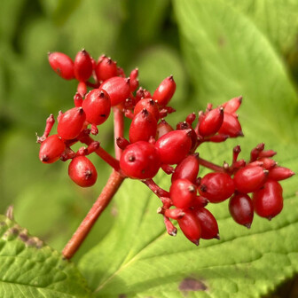 瓶ヶ森・伊予富士 ありがとうございました