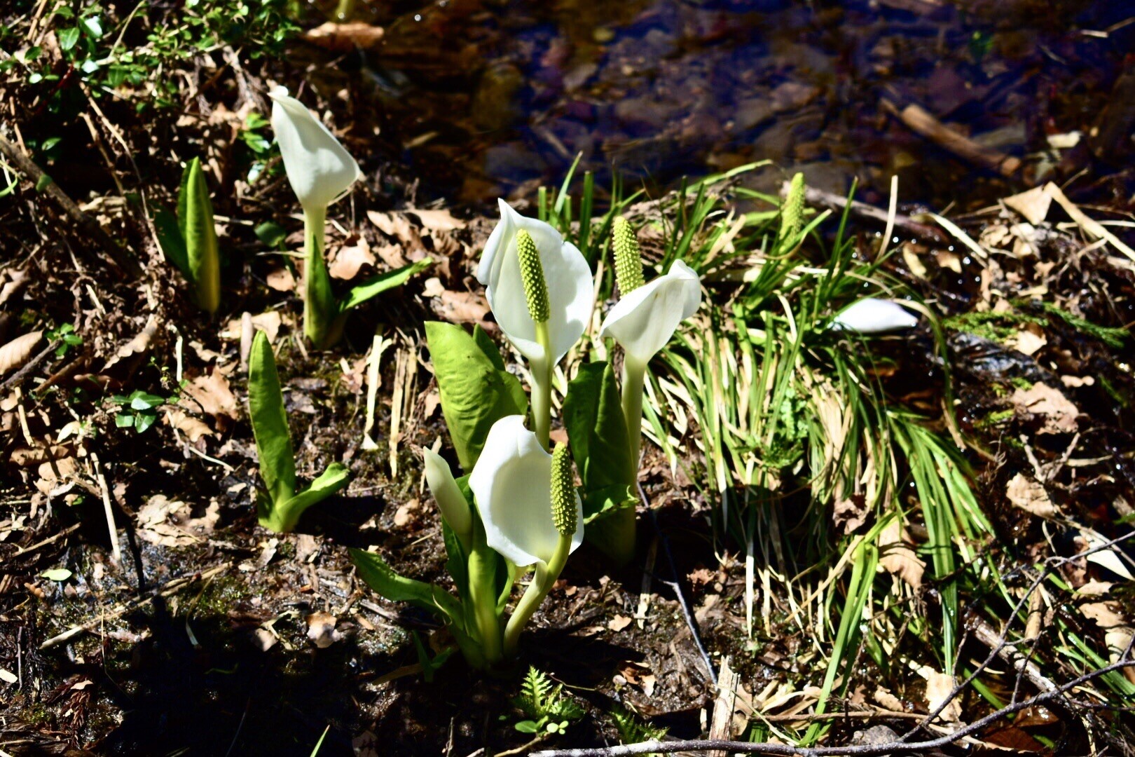 水芭蕉の花が、咲いている♪夢見て咲いている水のほとりfrom取立山 / SAOさんの取立山の活動データ | YAMAP / ヤマップ