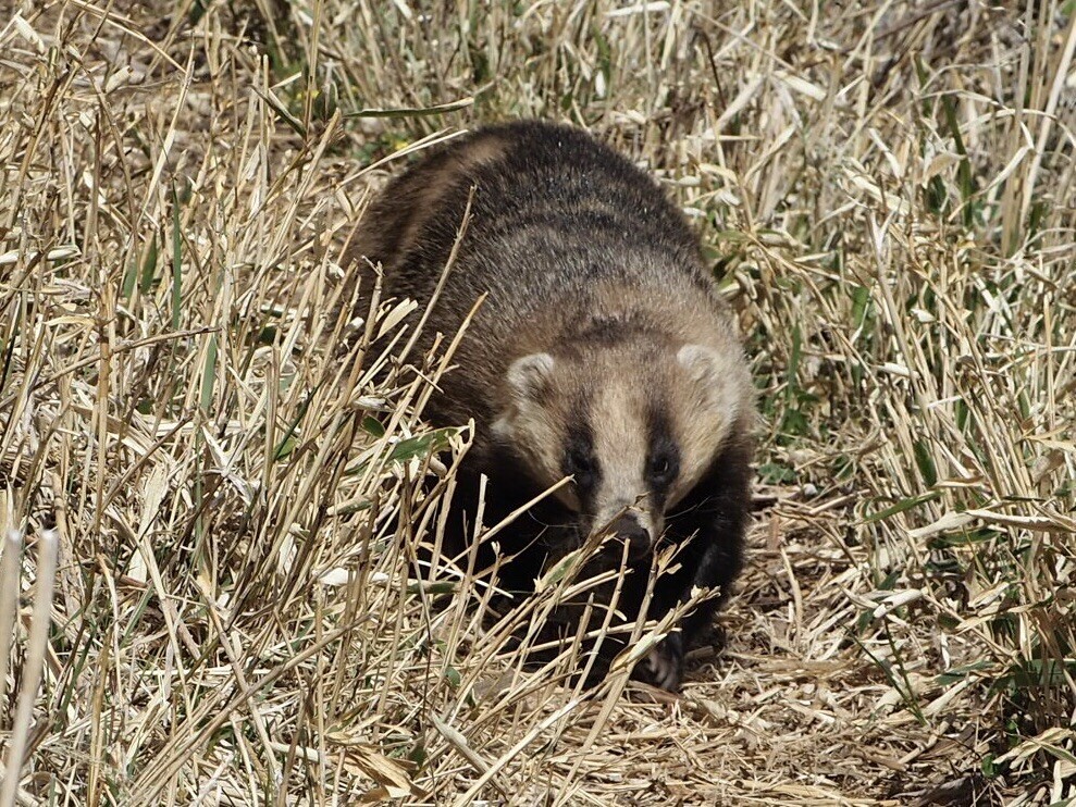 野生動物さん 人間様の限界領域を突破してしまう 赤城山 シェルティ0471さんのヤマノススメ巡礼マップ 赤城山 地蔵岳 の活動データ Yamap ヤマップ