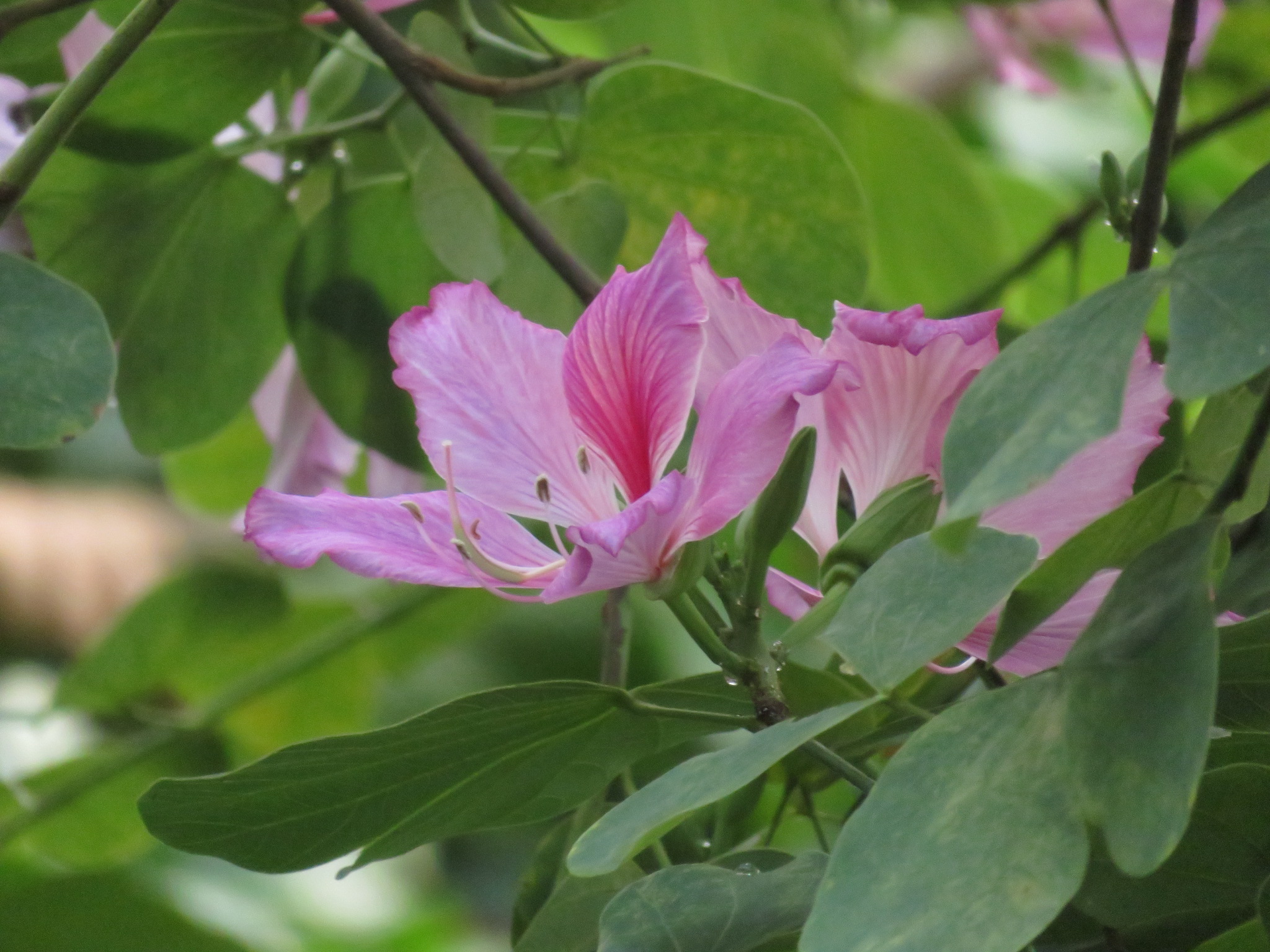 冬の植物観察 Manoさんの富山市の活動日記 Yamap ヤマップ