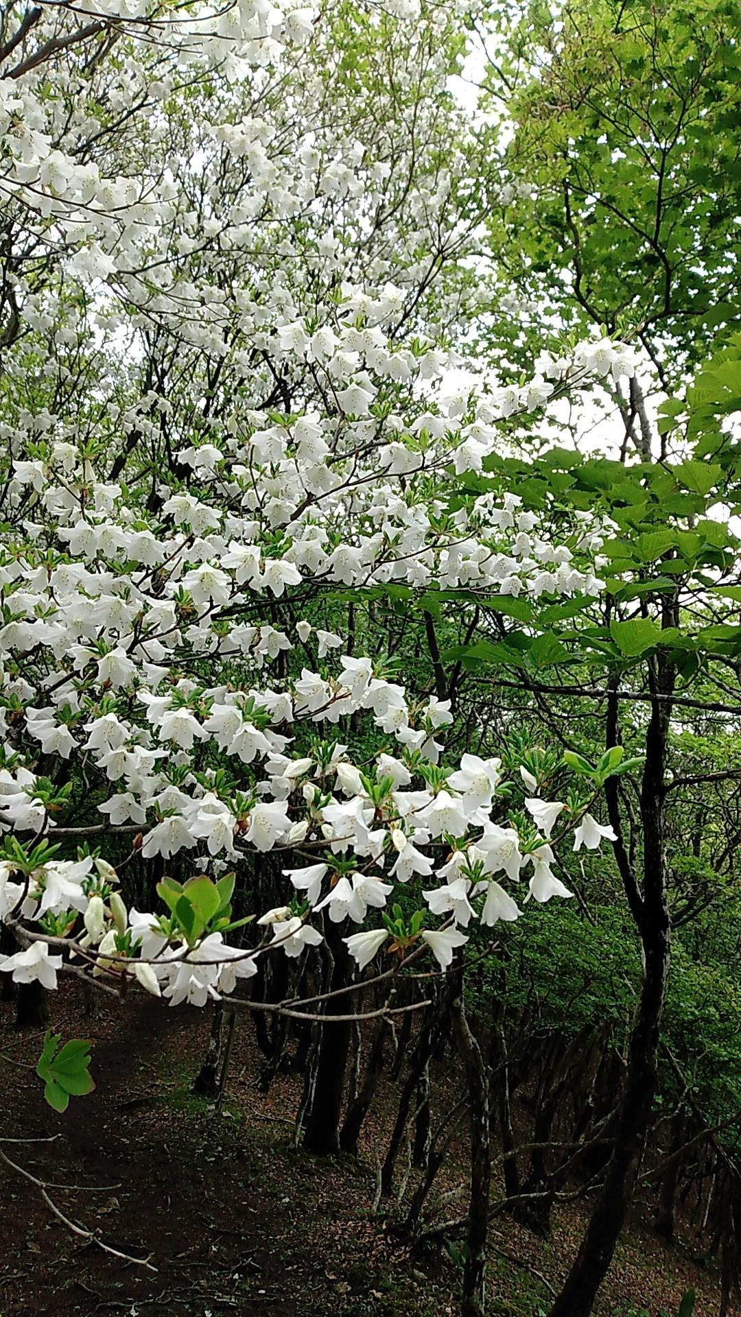 最終値下げ品　山採りシロヤシオ 9/1出品白1 鉢上からH100cm W70cm シロヤシオ満開の三峰山 / nakachanさんの三峰山・学能堂山・栗ノ木岳