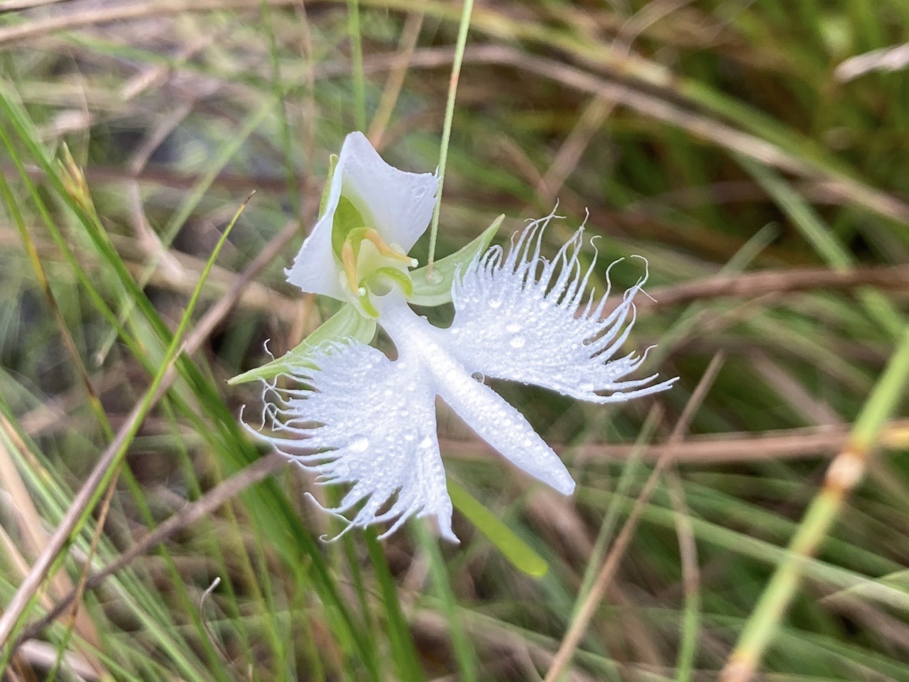 鷺草を求め 大岩岳 丸山湿原へ 21 08 16 Mon21さんの大岩岳の活動データ Yamap ヤマップ