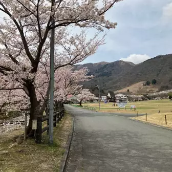 マキノ高原の桜🌸