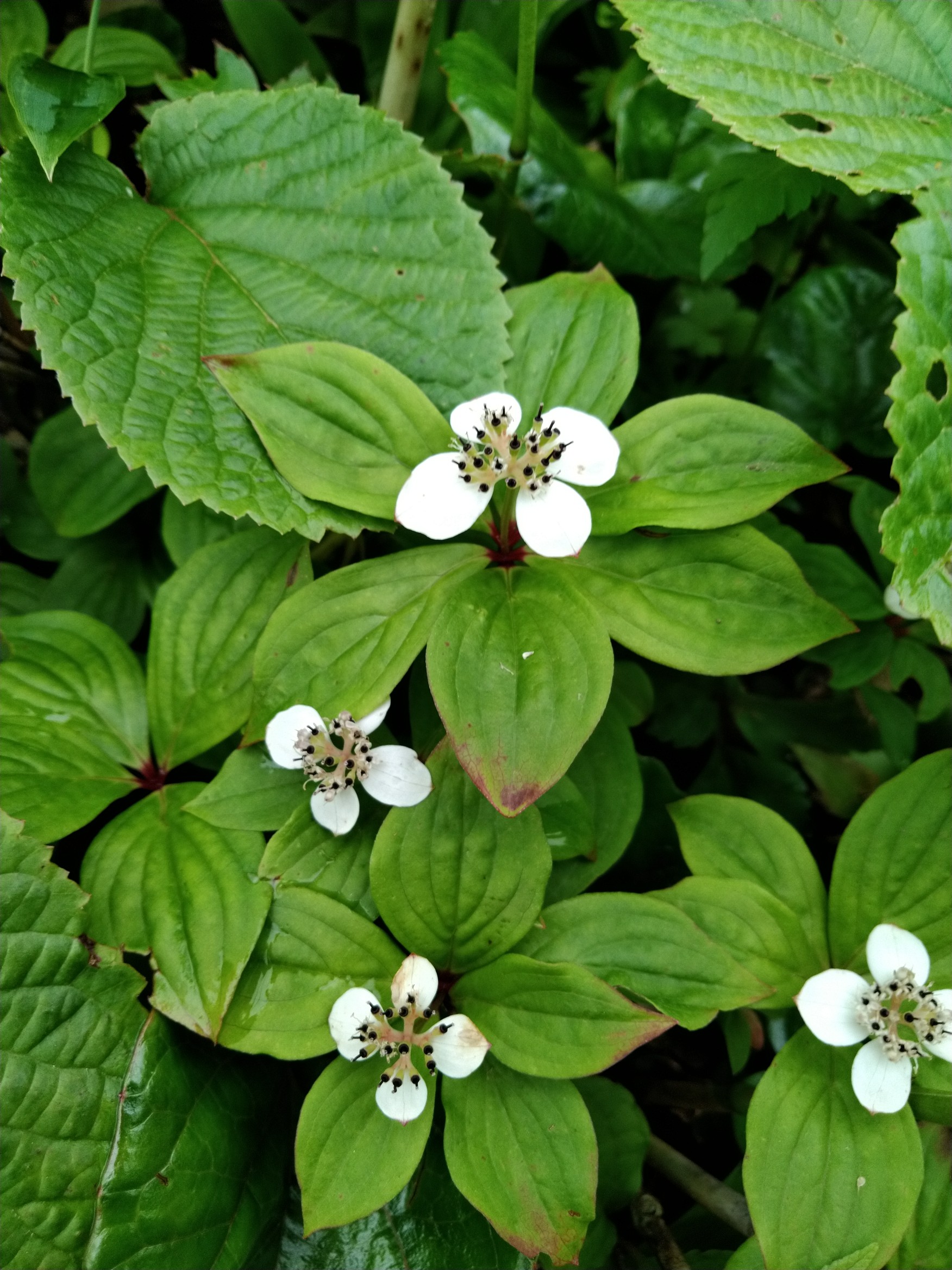 谷川岳 オキの耳 日帰り Takeさんの谷川岳 七ツ小屋山 大源太山の活動データ Yamap ヤマップ