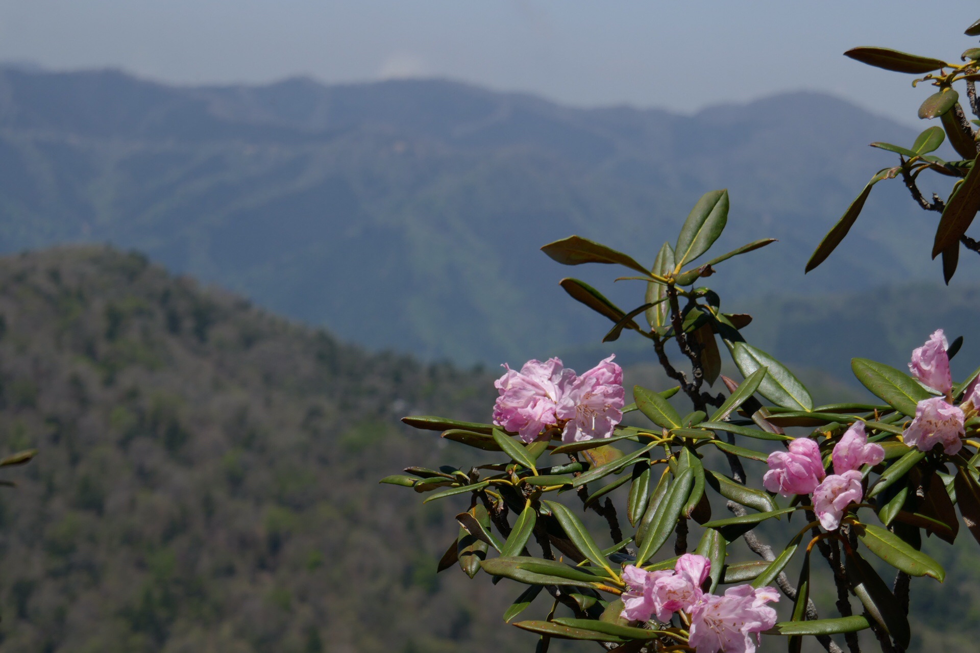 九州のシャクナゲの名所やまつり 優しく彩る石楠花を見に行こう 優しい雨