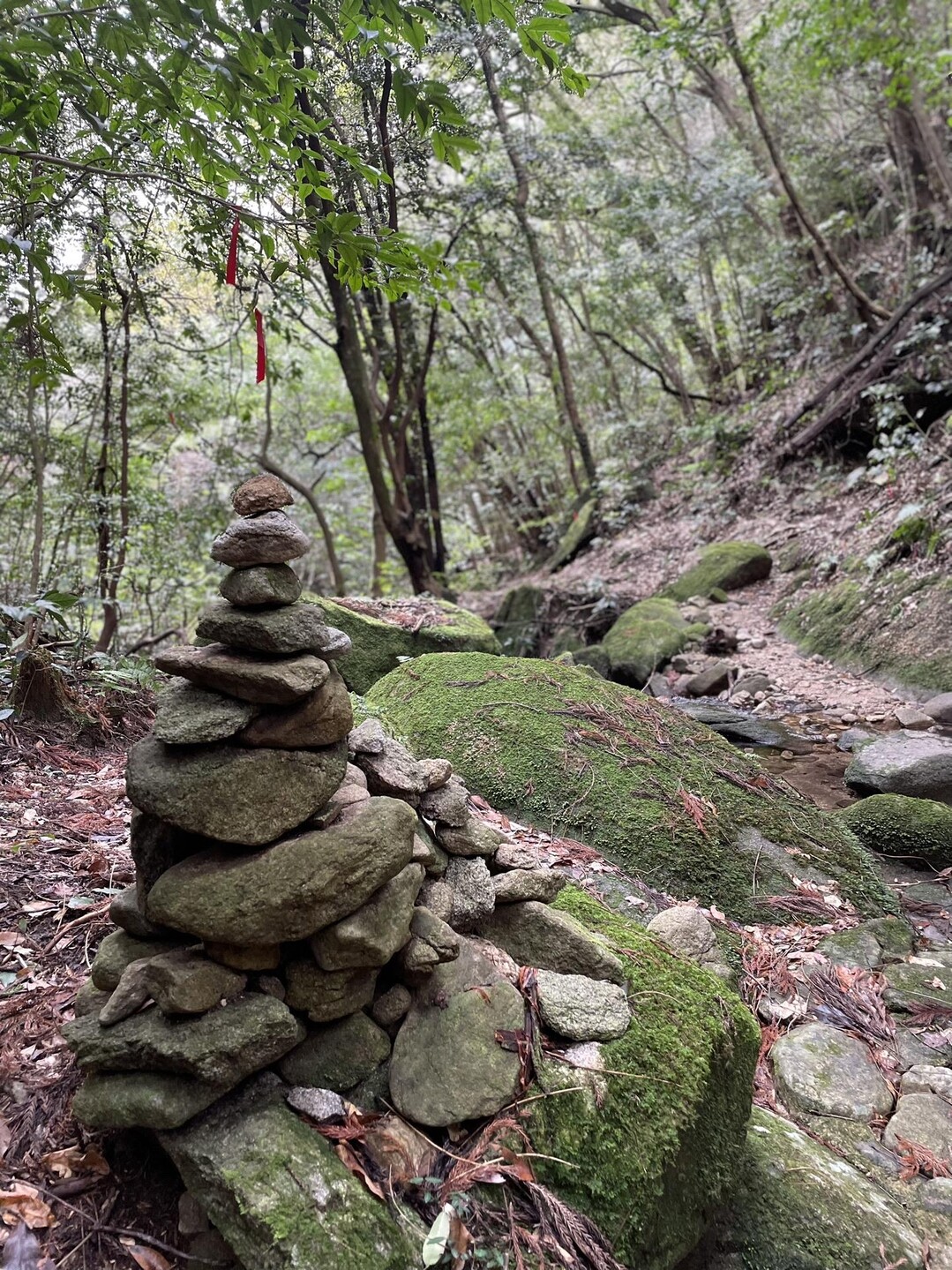 石谷山・九千部山 / ふみさんの九千部山・石谷山の活動データ YAMAP / ヤマップ