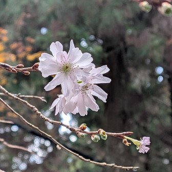 さ・・・桜が。