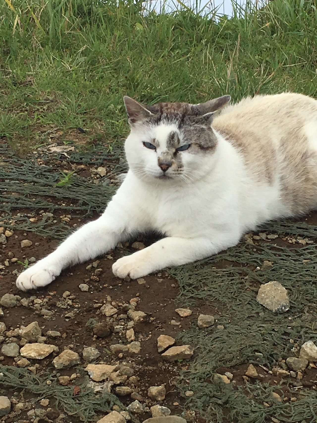 ガスの中の再会の塔ノ岳 クサタロウさんの丹沢山の活動データ Yamap ヤマップ