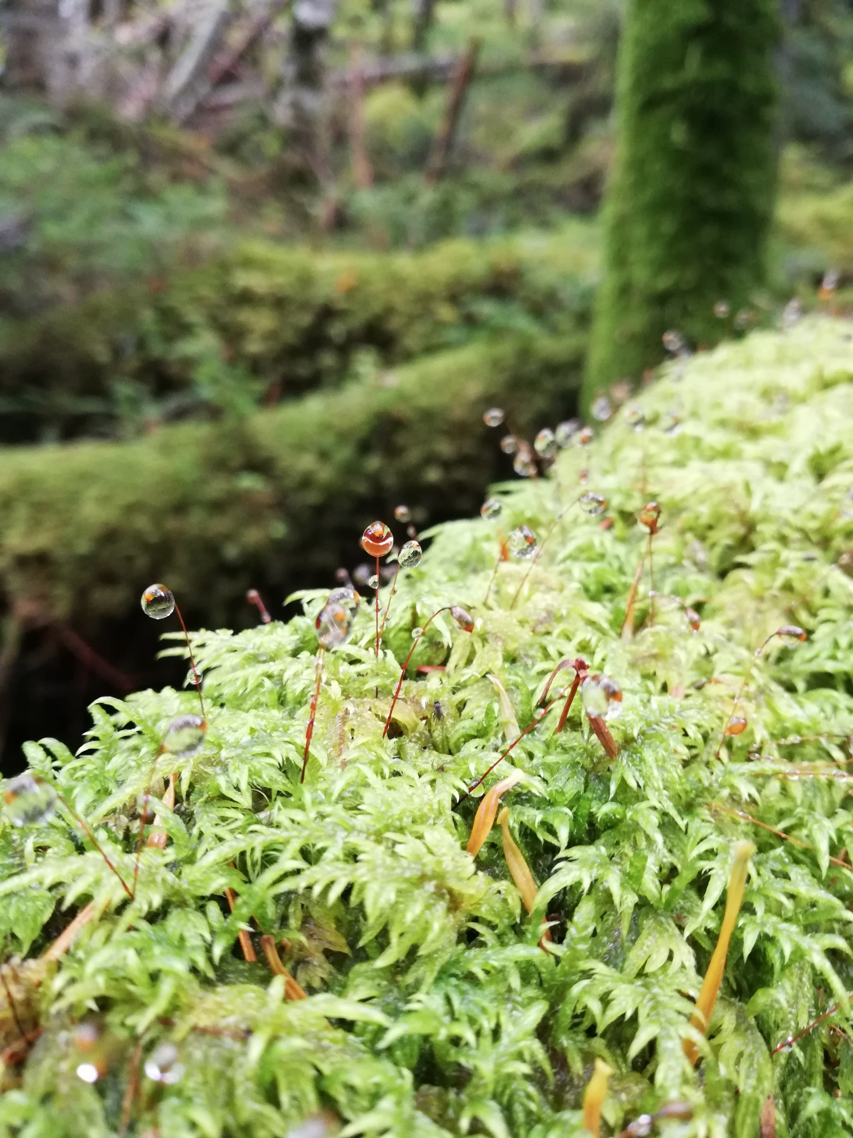 紅葉の双子山 蓼科山 お池でキャンプ Mikiさんの蓼科山 横岳 縞枯山の活動データ Yamap ヤマップ