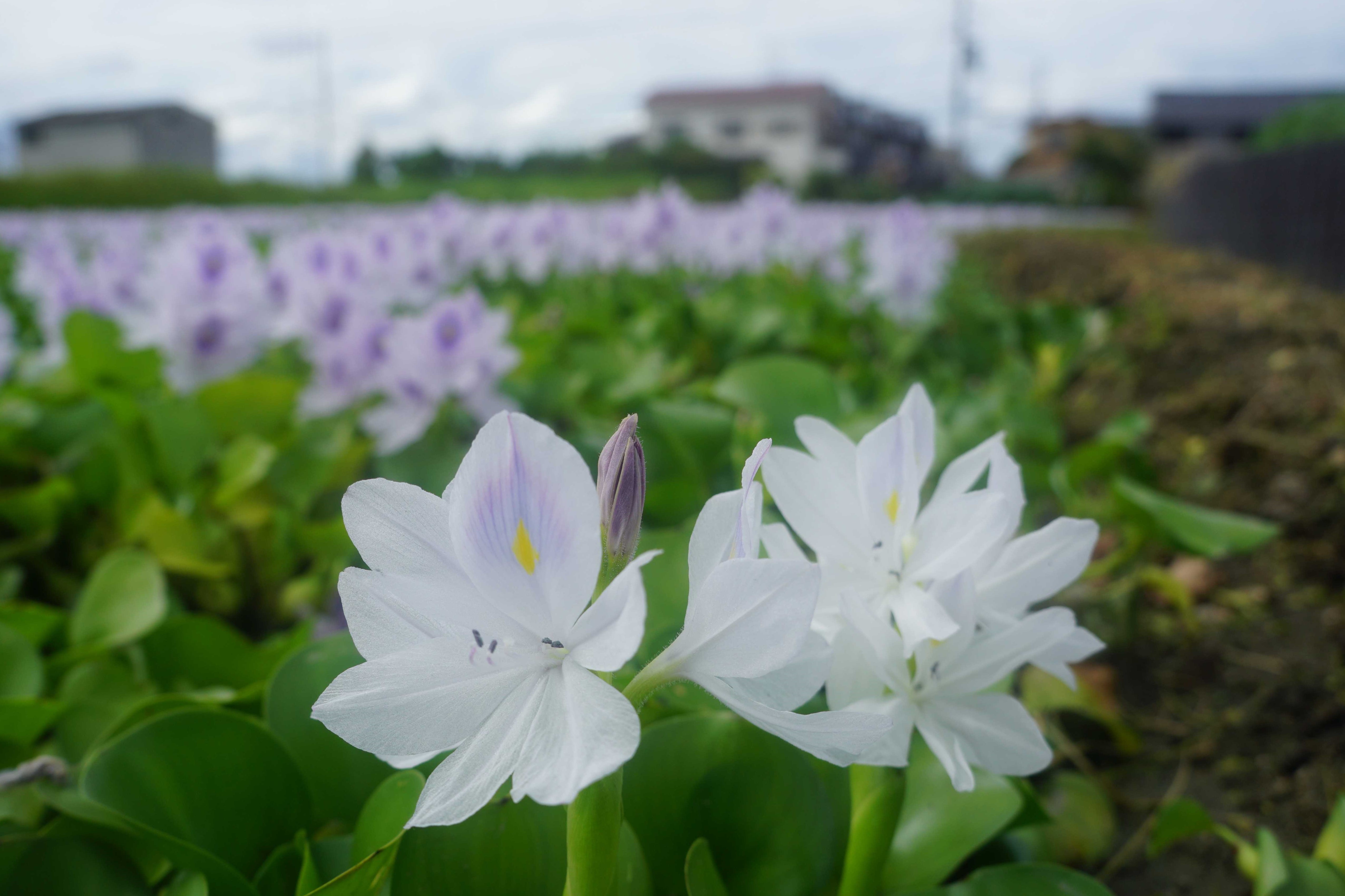 ホテイアオイ成長 藤原京 本薬師寺跡 橿原市 19 08 06 N Fukuokaさんの大和三山 天香久山 畝傍山 耳成山 の活動データ Yamap ヤマップ