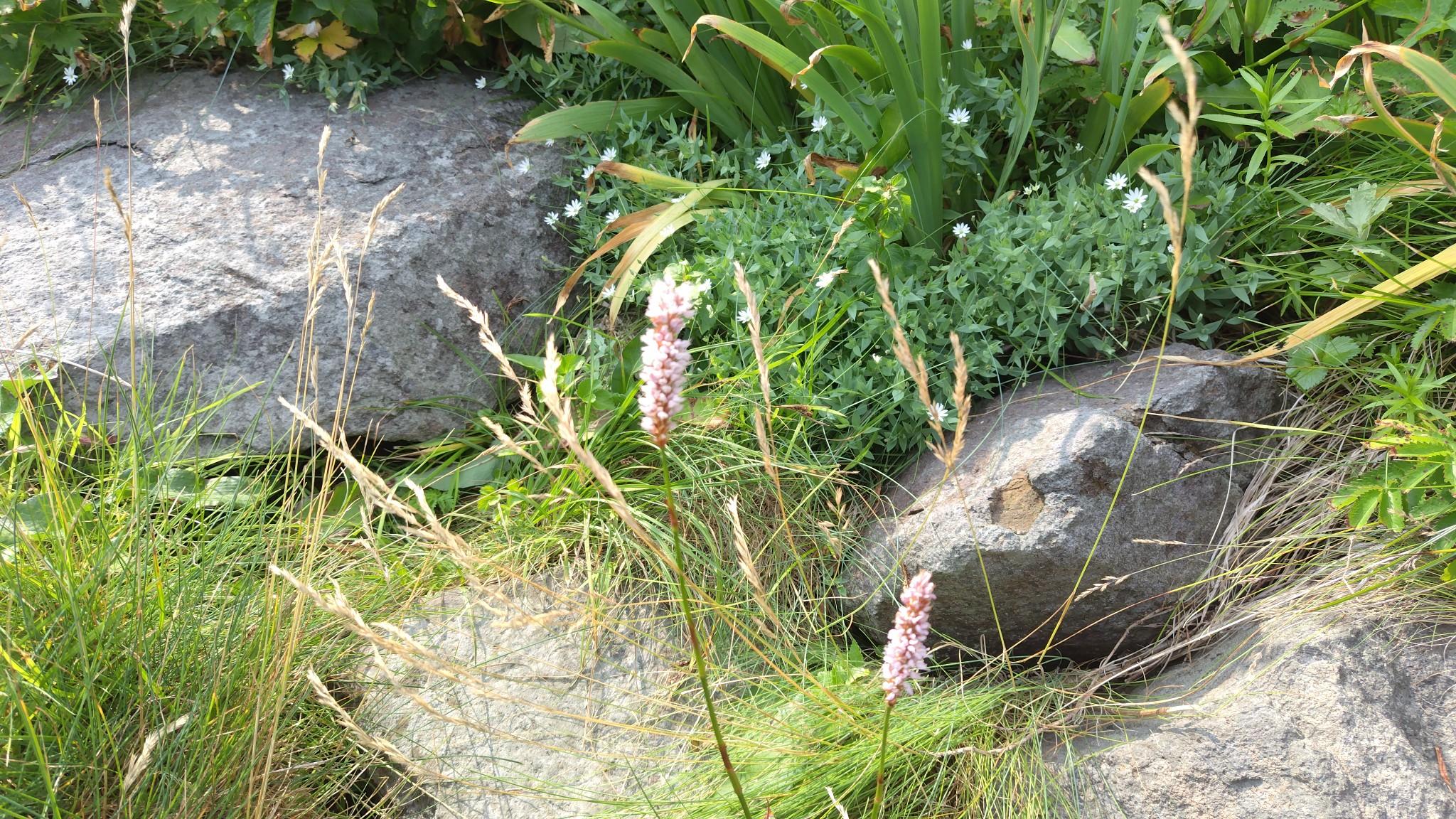 今回の岬トレッキングで唯一撮影した花。