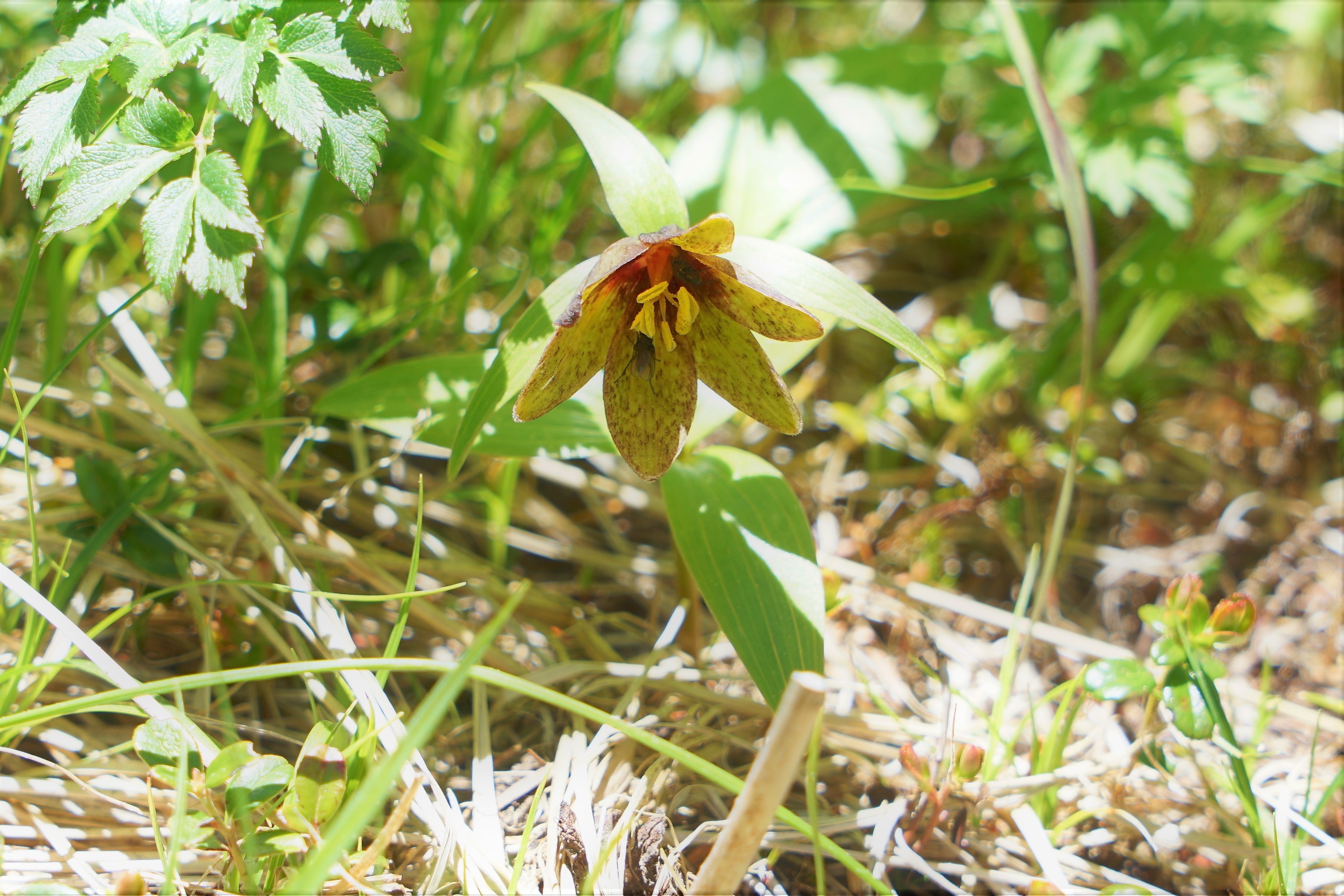 北八ヶ岳 天狗岳 黒百合の花 かずさんの八ヶ岳 赤岳 硫黄岳 天狗岳 の活動日記 Yamap ヤマップ