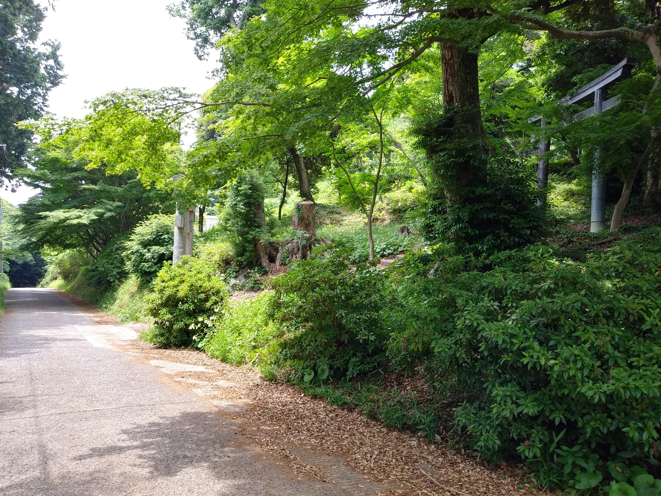 北山 鼻高山 島根 19 06 02 Shrimpさんの鼻高山 弥山 旅伏山の活動日記 Yamap ヤマップ