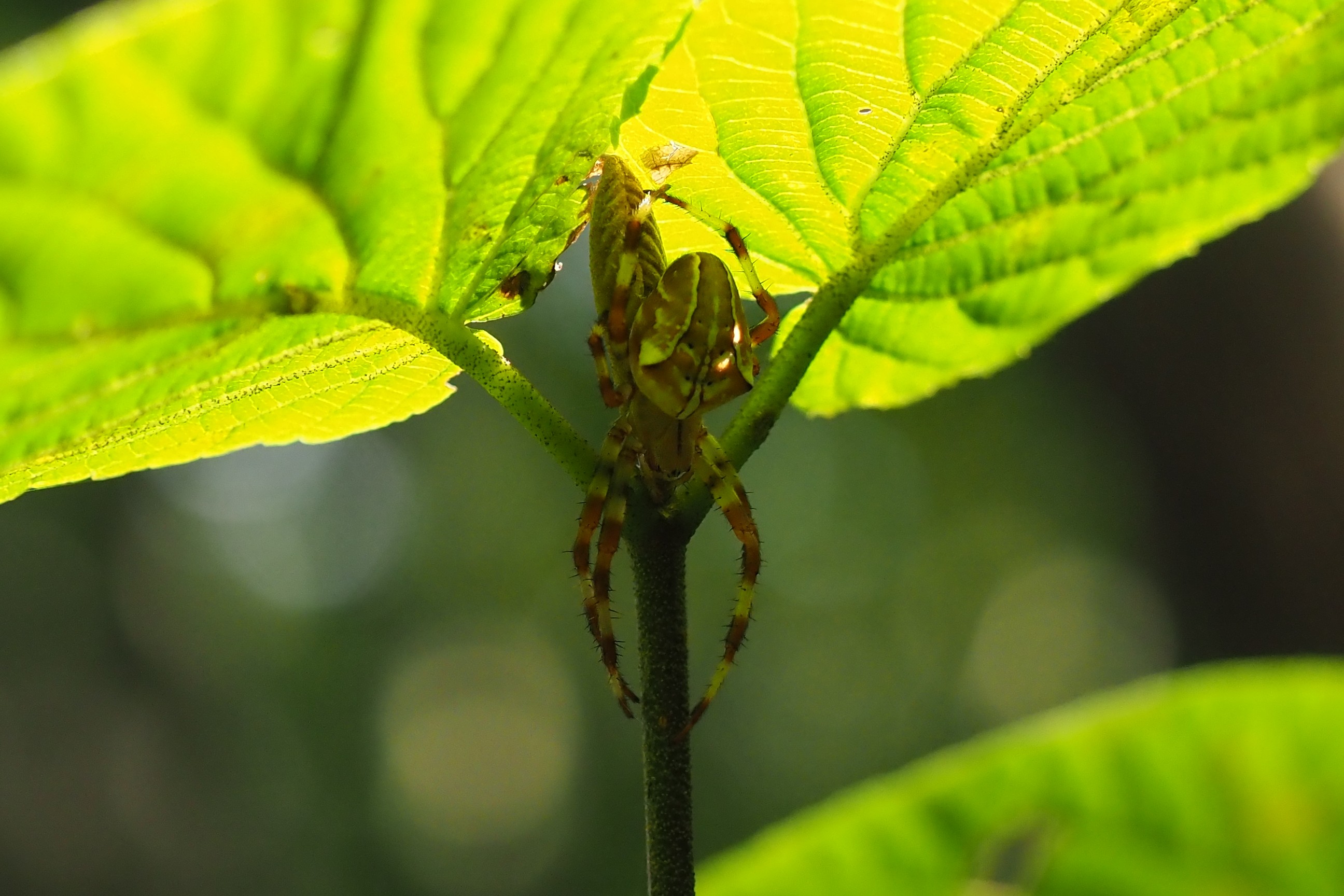 木六山・銀次郎山 クモの巣一杯でした
