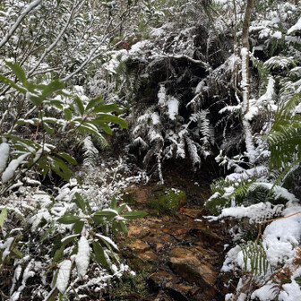 御伊勢山・雨乞山・相原山 ここだけ歯朶藪に覆われてます。
獣道に迷い込むところでした…😓