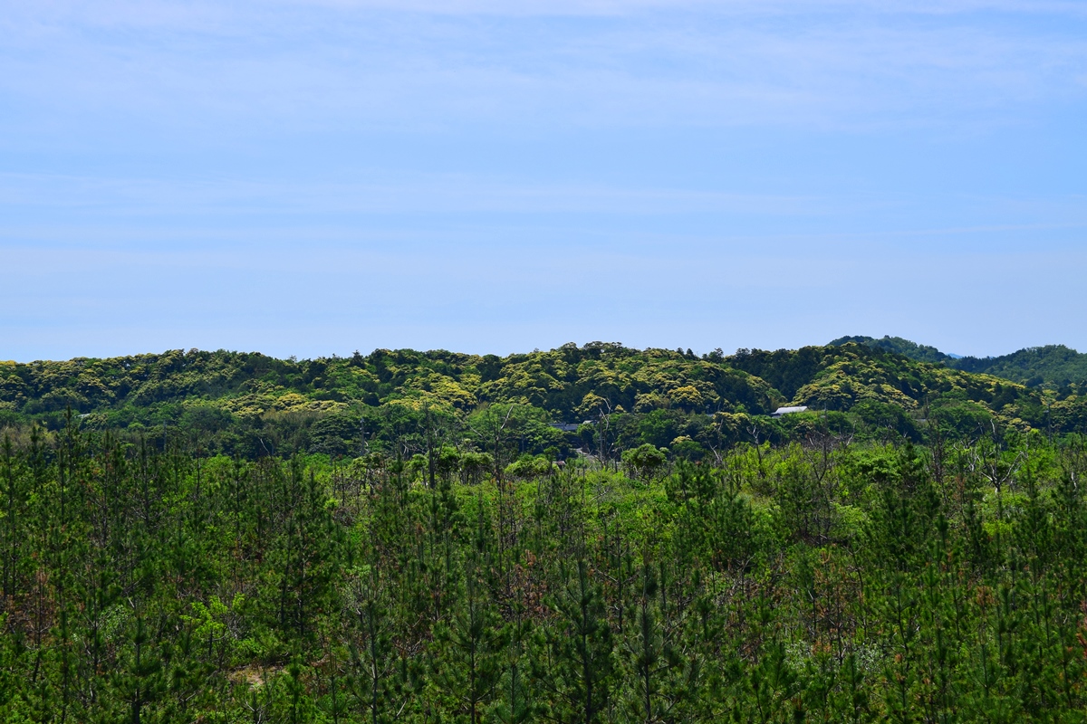 シイ類の花や新緑が緑に映えます。
