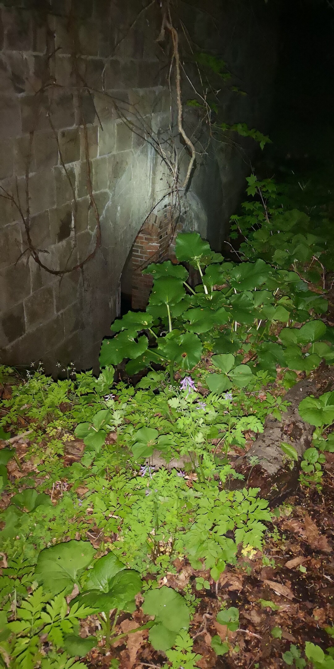 函館山 立待岬からの登山道夜編 函館山の写真8枚目 廃墟出現 ここから踏み出す勇 Yamap ヤマップ